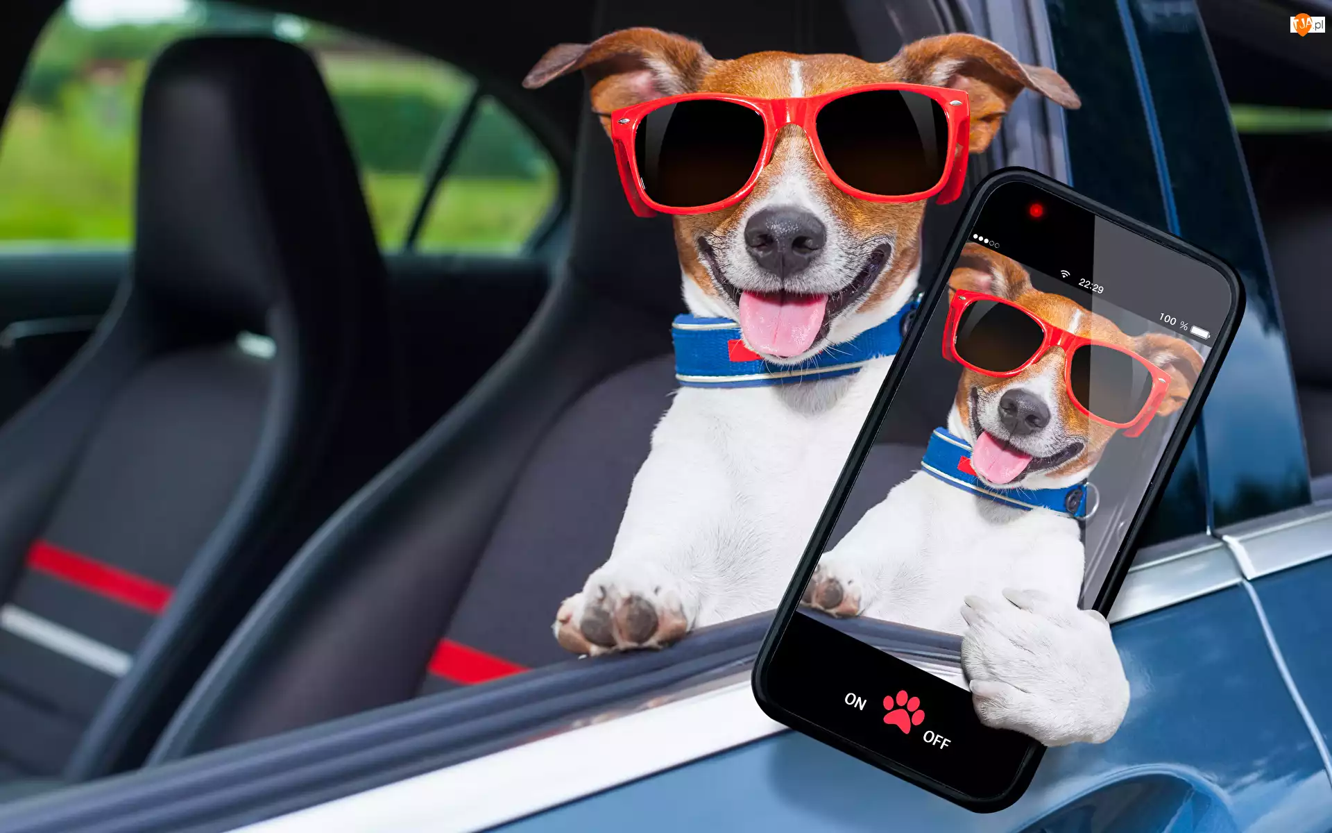 Jack Russell terrier, Pies, Smartfon, Śmieszne, Okulary, Język