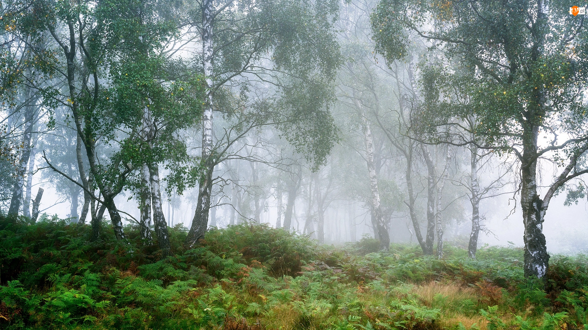Las, Brzozy, Anglia, Drzewa, Hrabstwo Derbyshire, Park Narodowy Peak District, Mgła