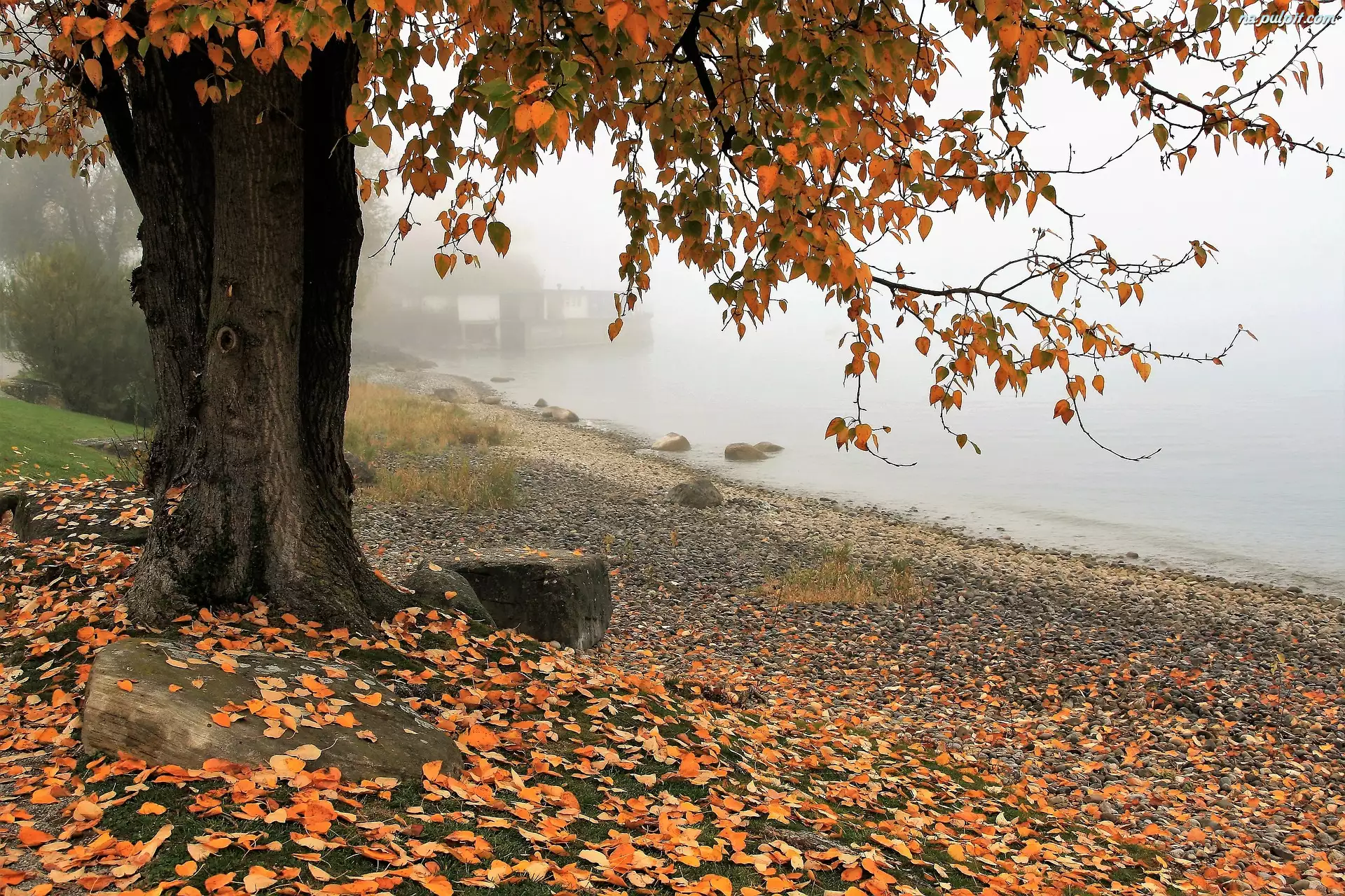 Jesień, Mgła, Opadłe, Jezioro, Drzewo, Liście