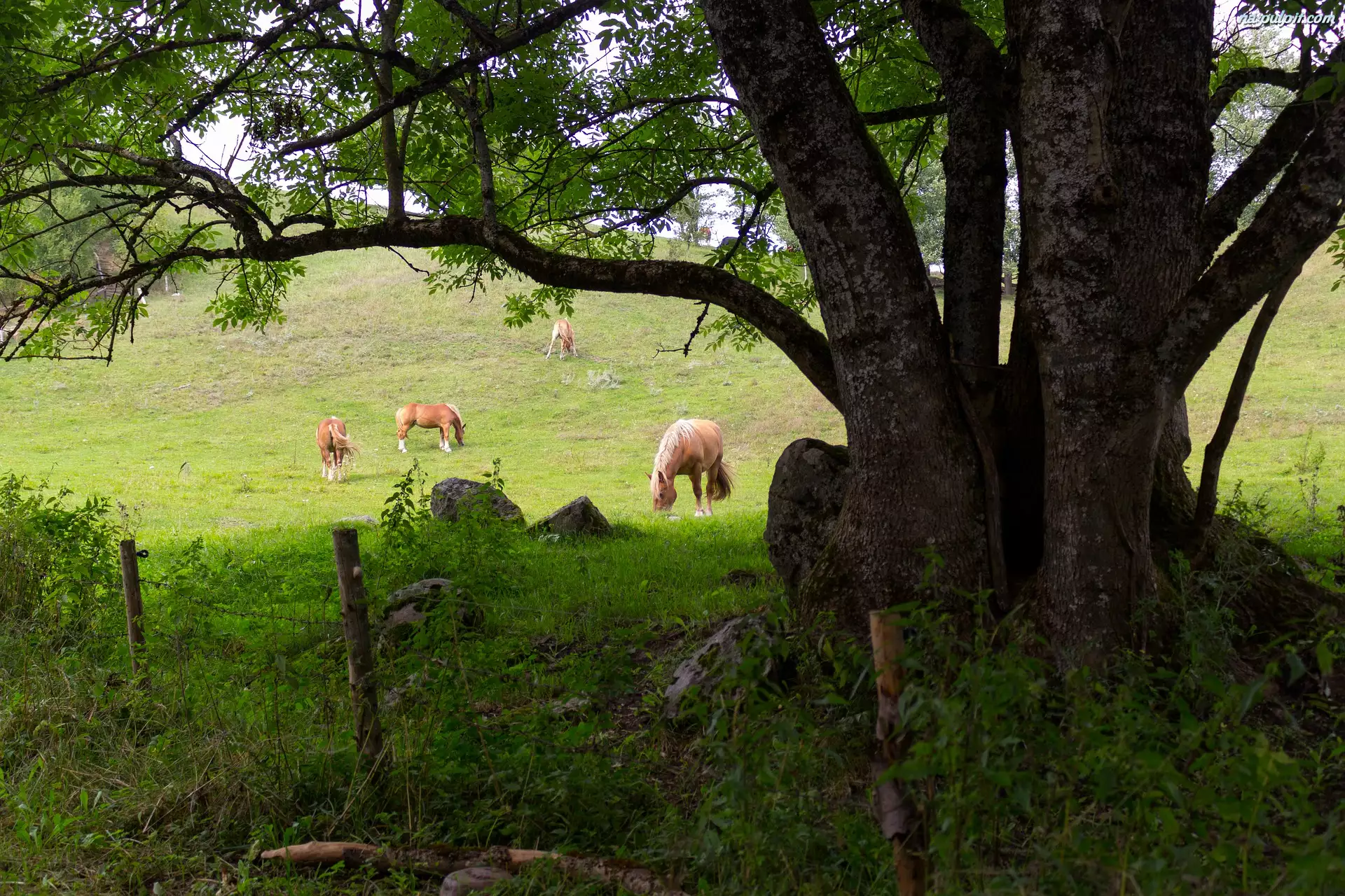 Ogrodzenie, Konie, Pastwisko, Drzewo