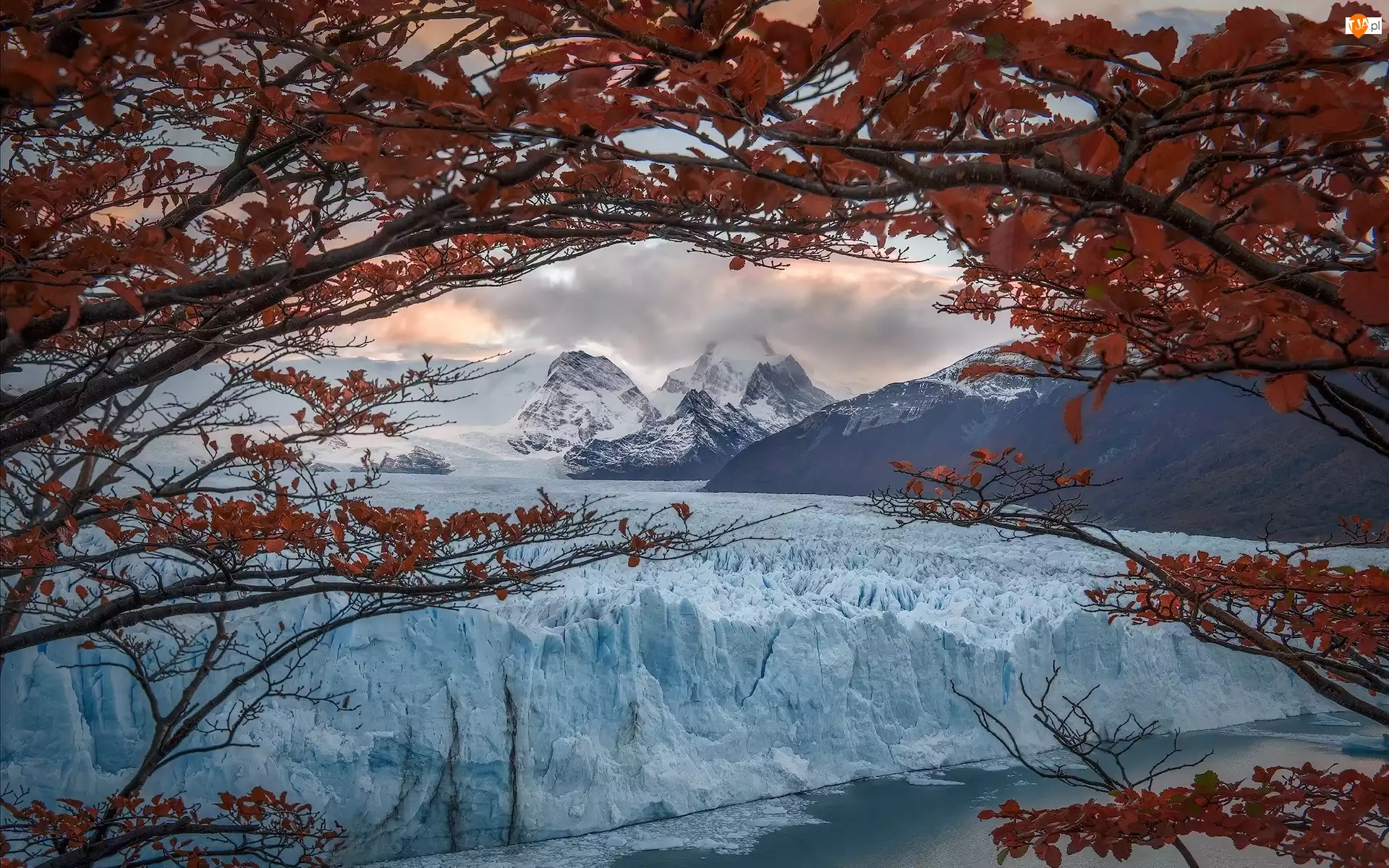 Perito Moreno, Góry, Argentyna, Lodowiec, Patagonia, Park Narodowy Los Glaciares, Drzewo