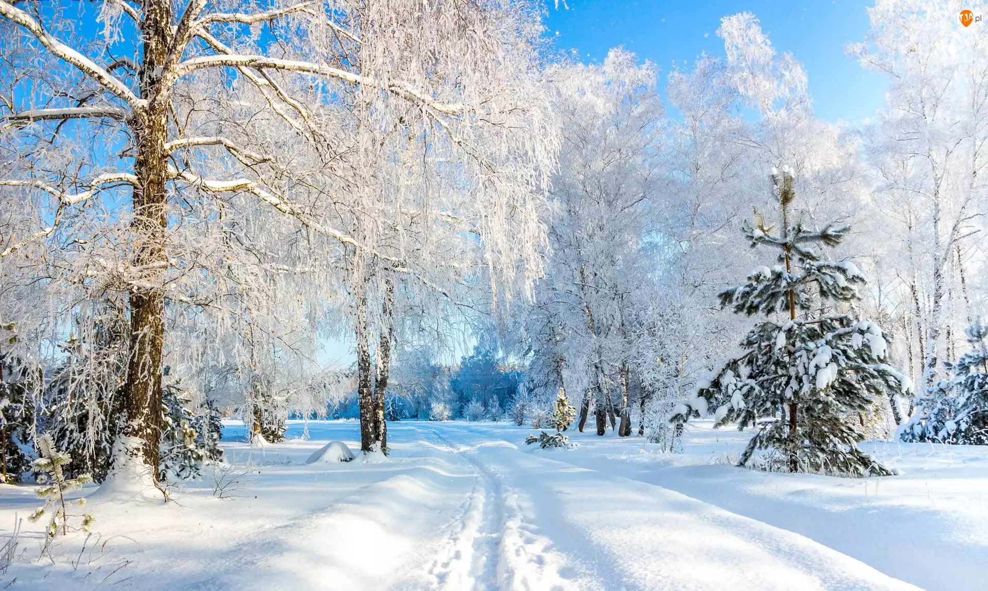 Śnieg, Zima, Drzewa, Droga, Ośnieżone, Zaśnieżona