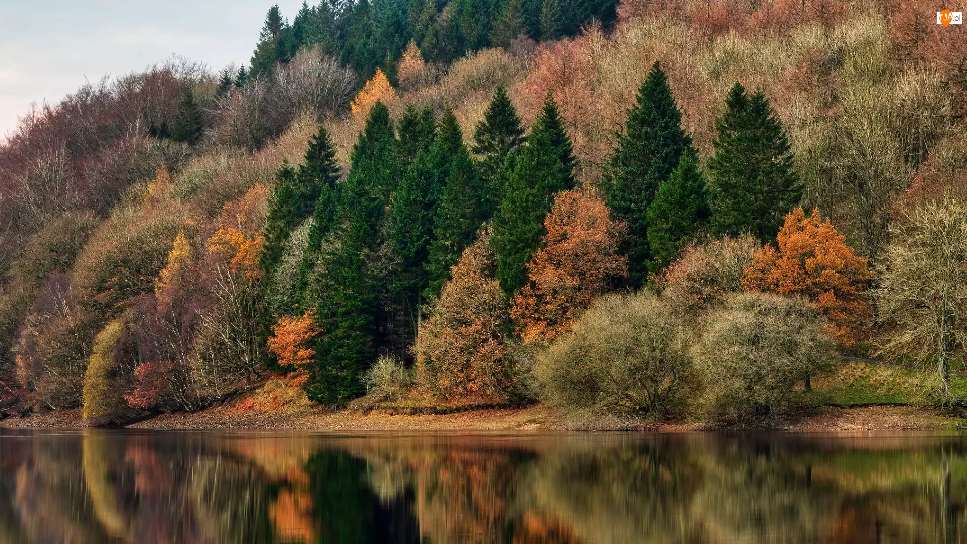 Drzewa, Las, Kolorowe, Jesień, Jezioro