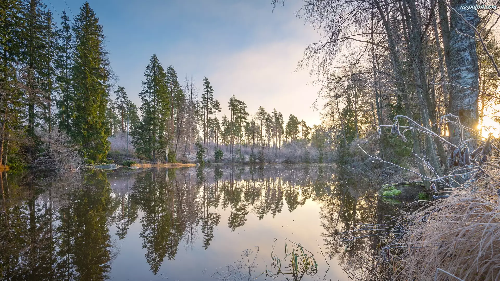 Virojoki River, Drzewa, Finlandia, Rzeka, Region Kymenlaakso, Trawa, Oszroniona