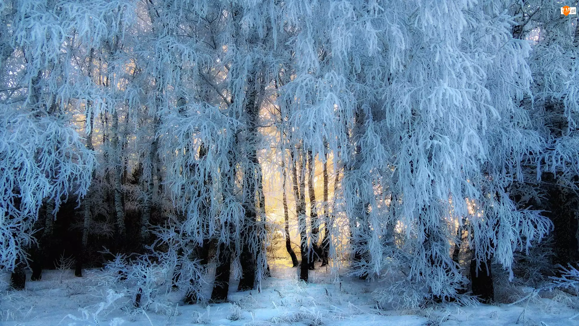 Oszronione, Śnieg, Drzewa, Zima, Gałęzie