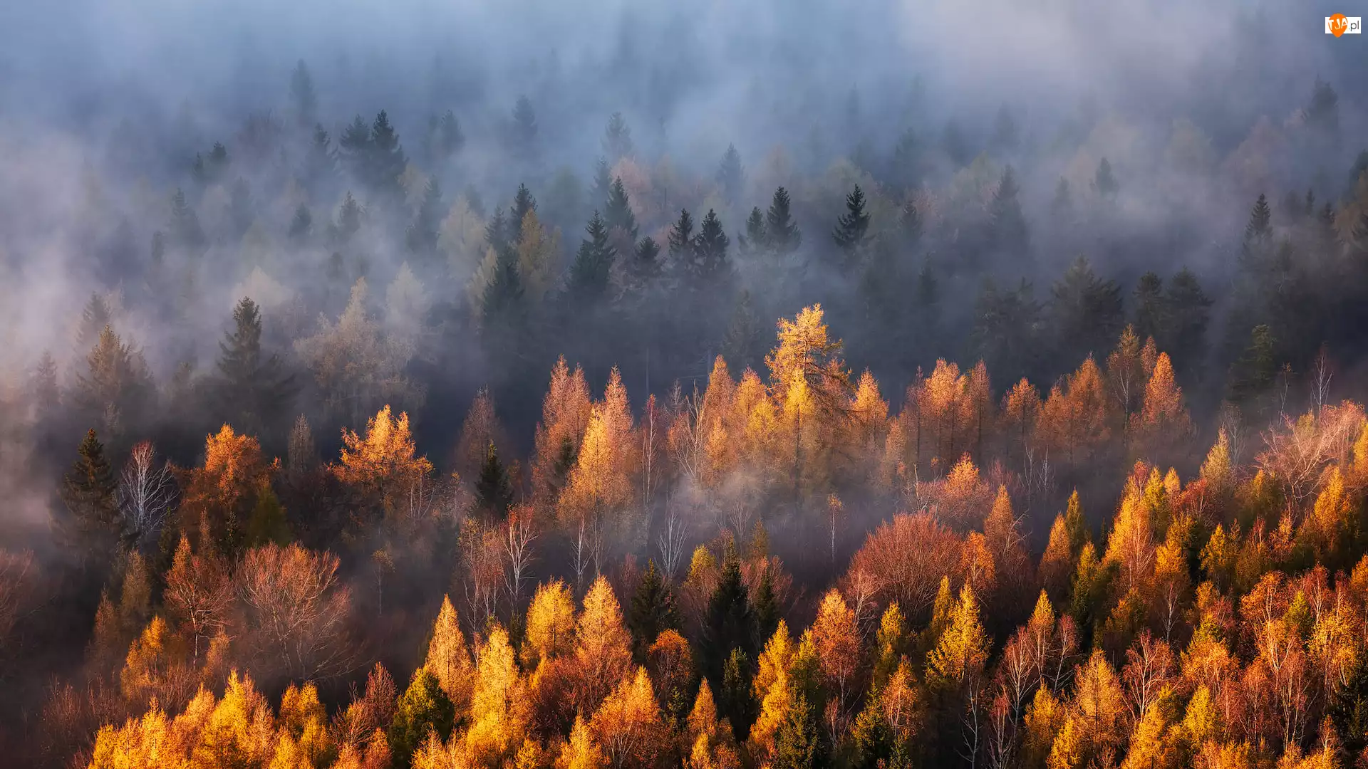 Mgła, Las, Jesień, Drzewa
