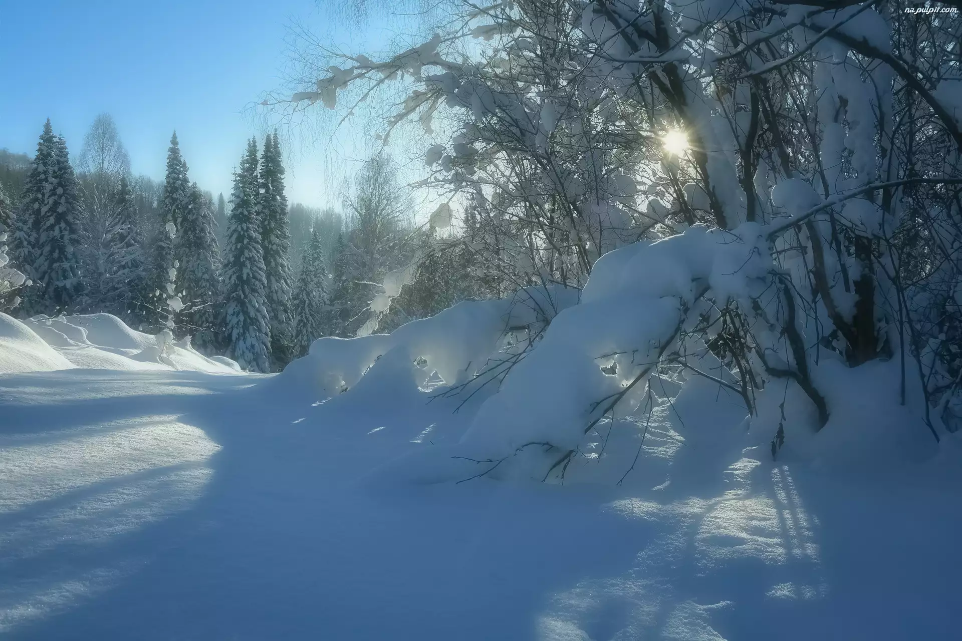 Śnieg, Zima, Blask, Krzewy, Słońce, Drzewa
