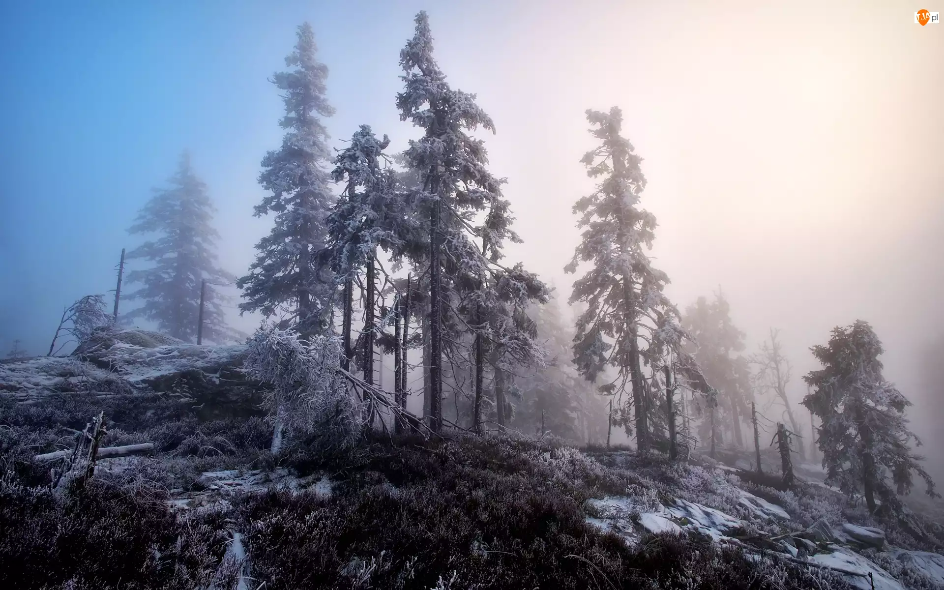 Mgła, Zima, Drzewa, Wzgórze