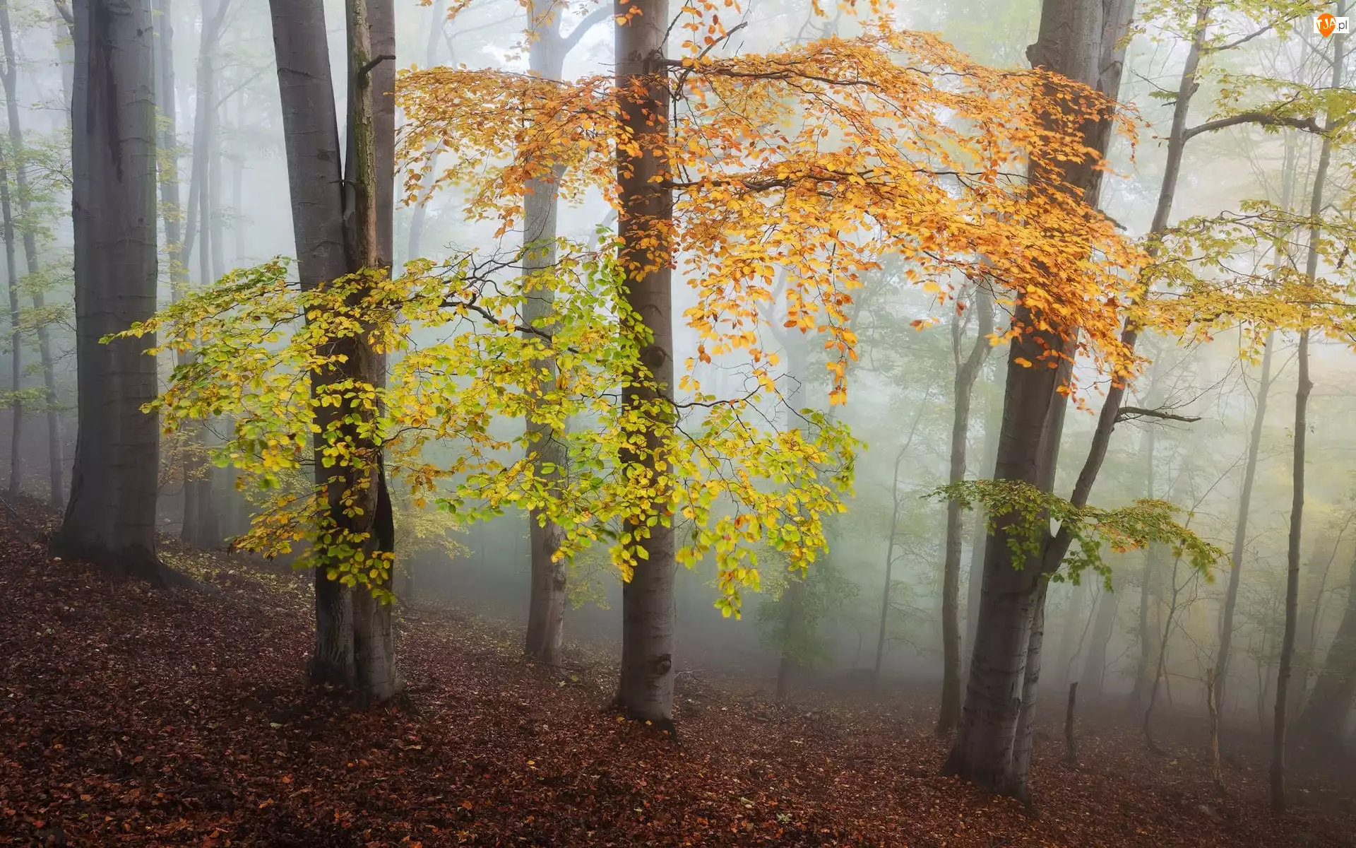 Las, Jesień, Kolorowe, Mgła, Drzewa, Liście