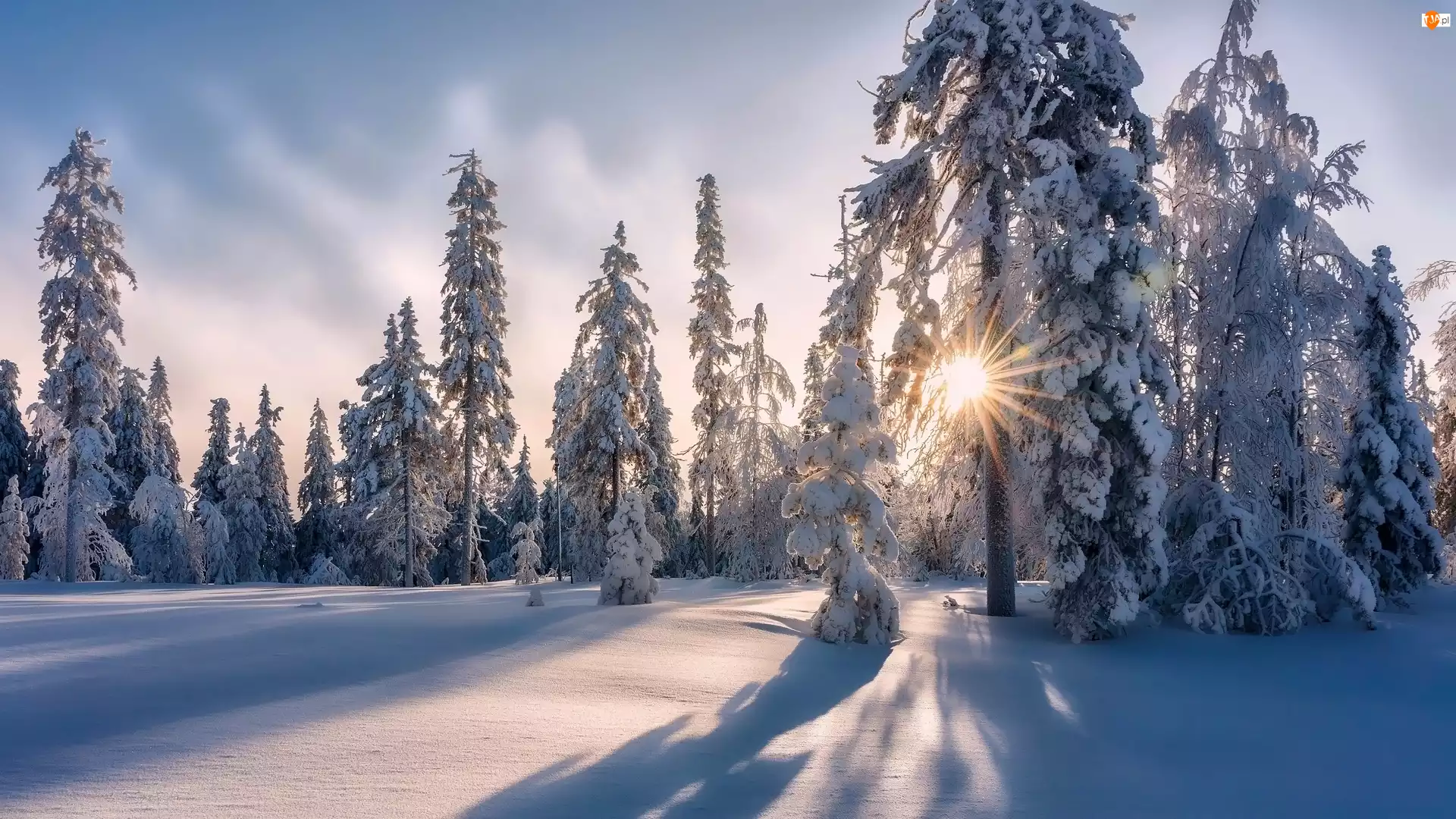 Promienie słońca, Śnieg, Drzewa, Ośnieżone, Zima
