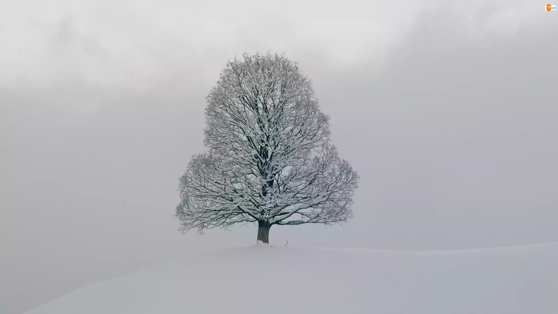 Śnieg, Ośnieżone, Drzewo, Zima
