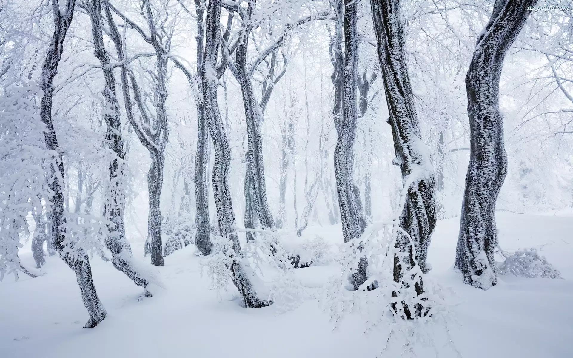 Śnieg, Las, Drzewa, Zima