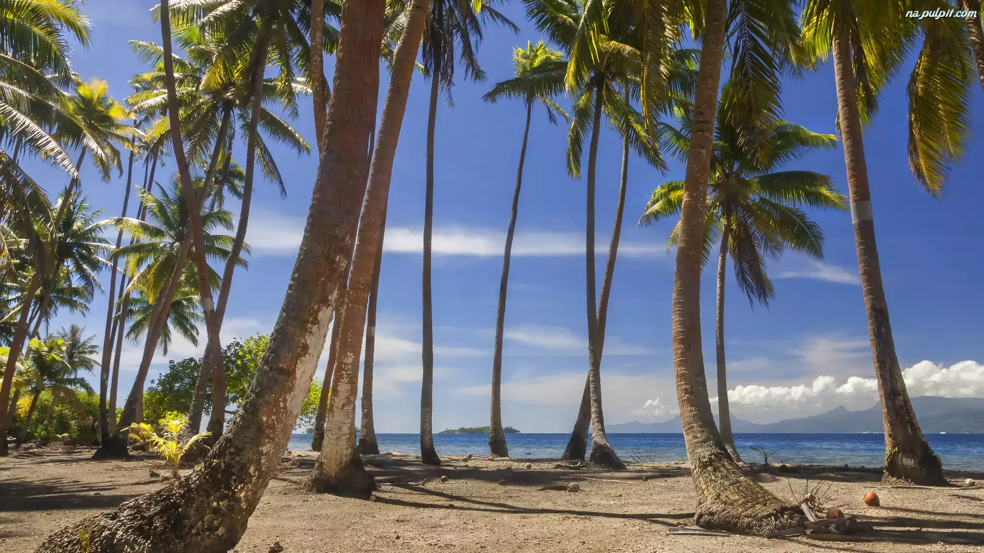 Morze, Polinezja Francuska, Palmy kokosowe, Drzewa, Wyspa Tahaa