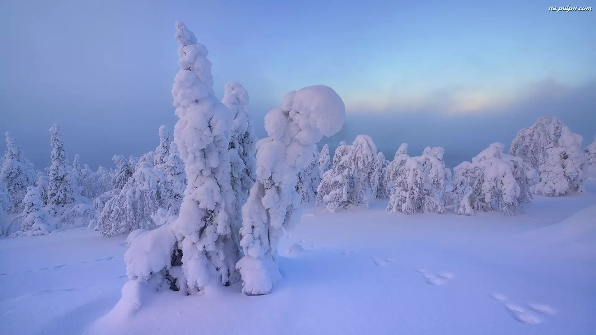 Ośnieżone, Ślady, Śnieg, Zima, Drzewa