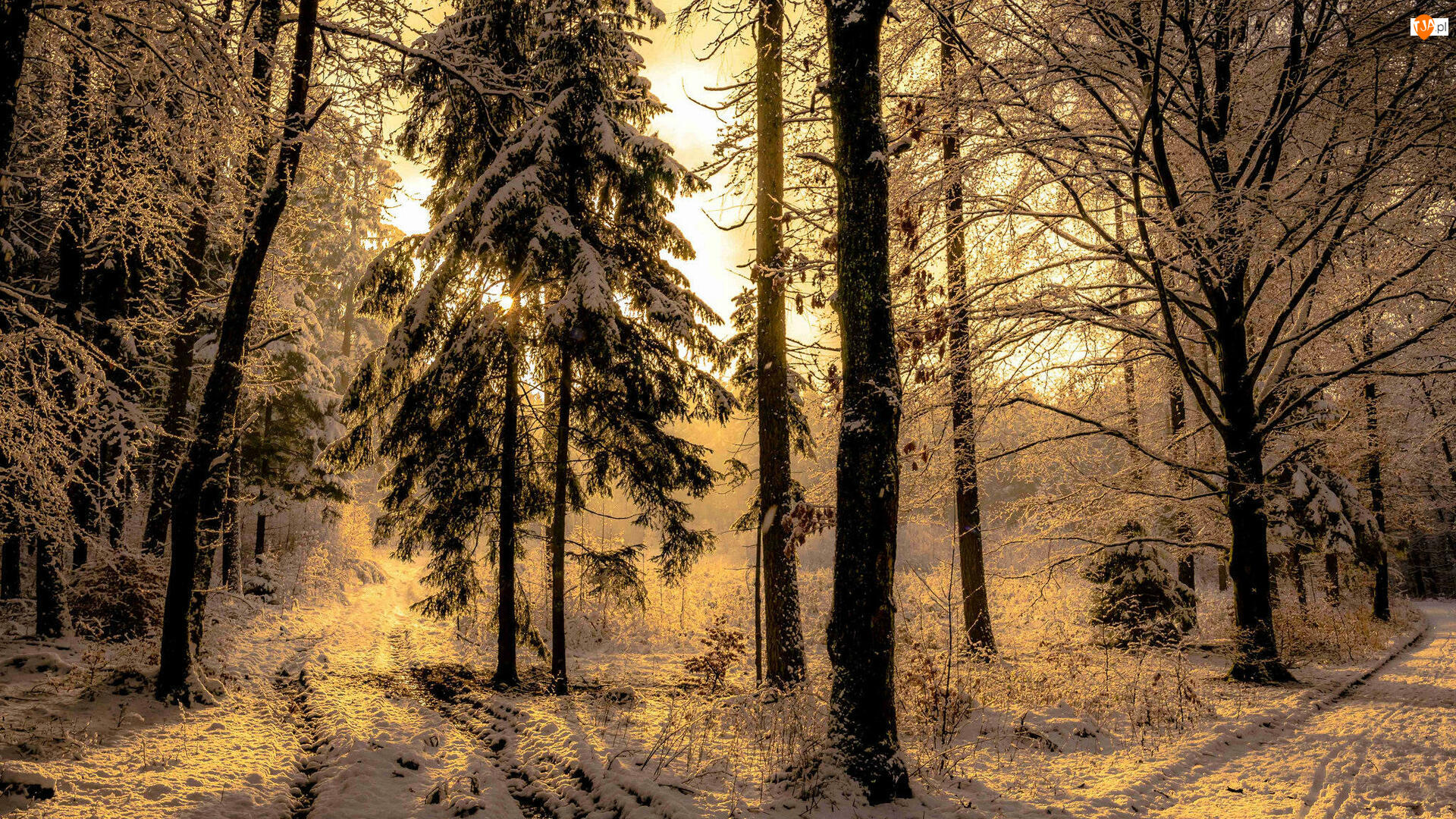 Las, Drzewa, Dzień, Zima, Słoneczny, Śnieg, Droga