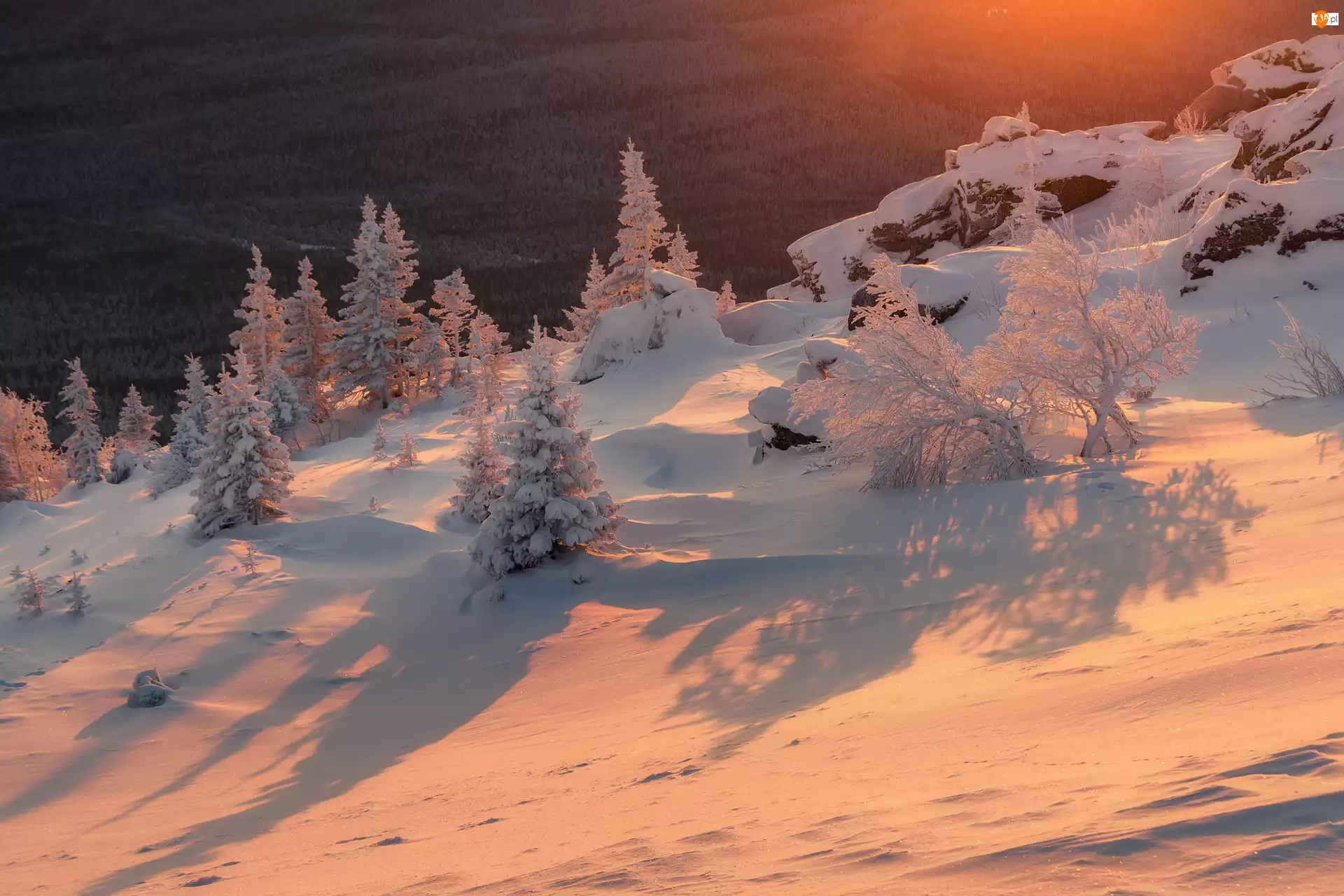 Blask słońca, Zimą, Drzewa, Śnieg