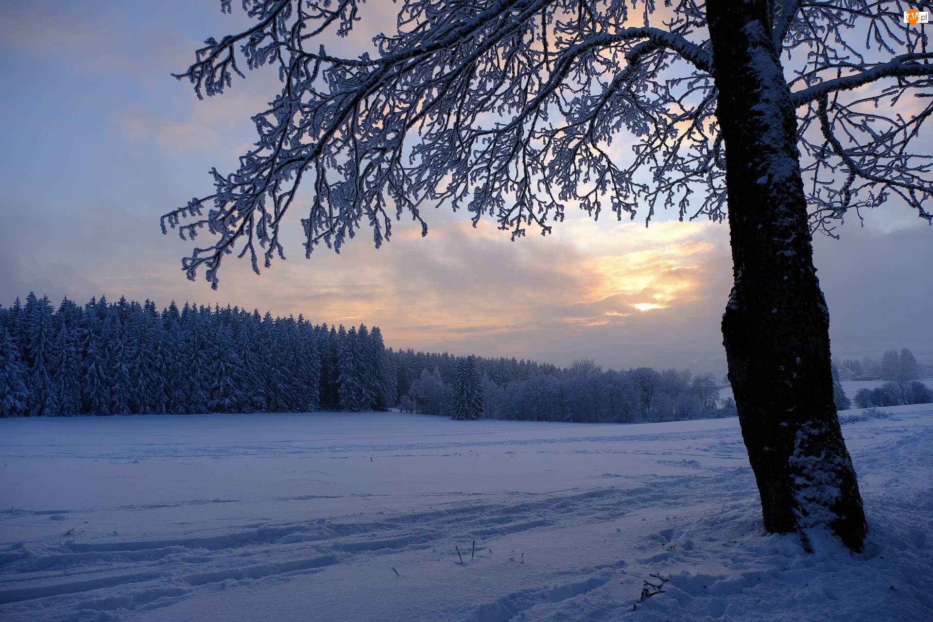 Pole, Zima, Drzewo, Zachód słońca, Las, Śnieg