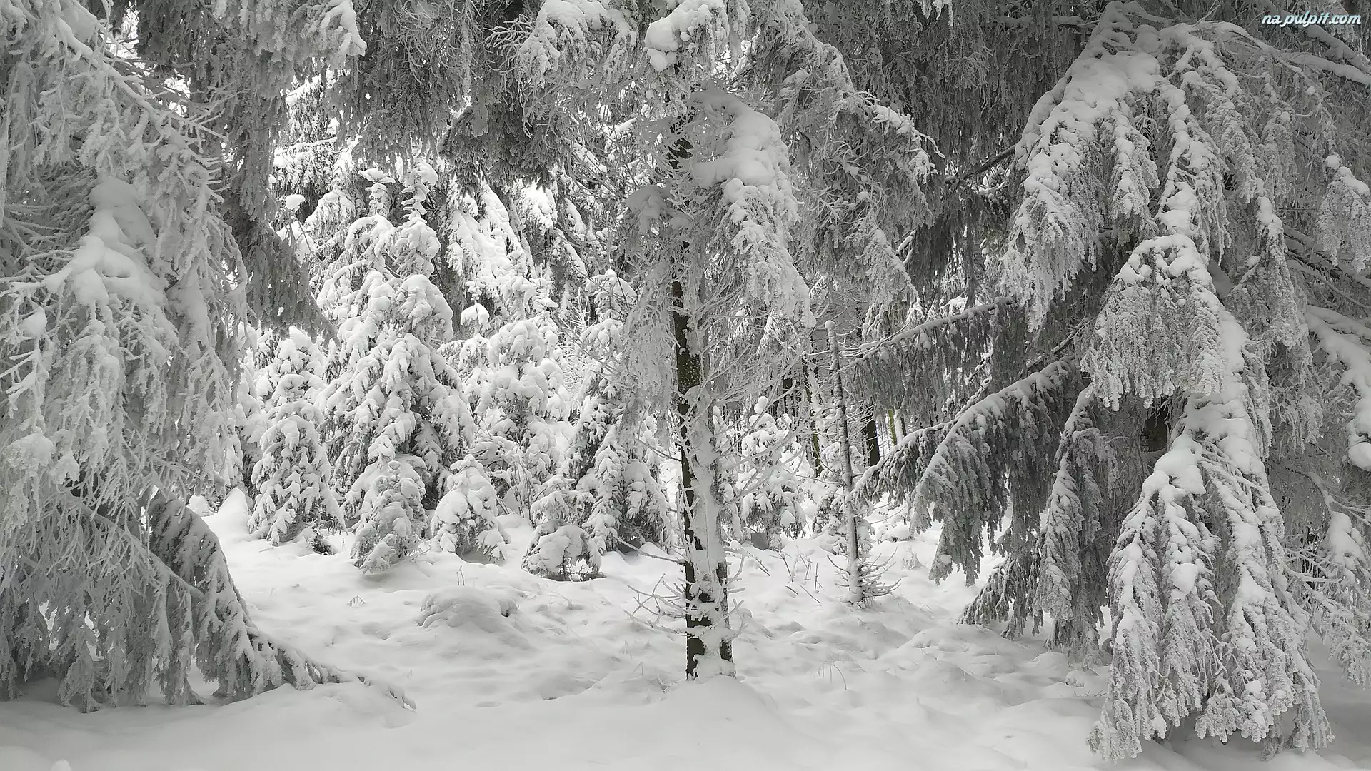 Drzewa, Śnieg, Las, Zaśnieżony, Zima