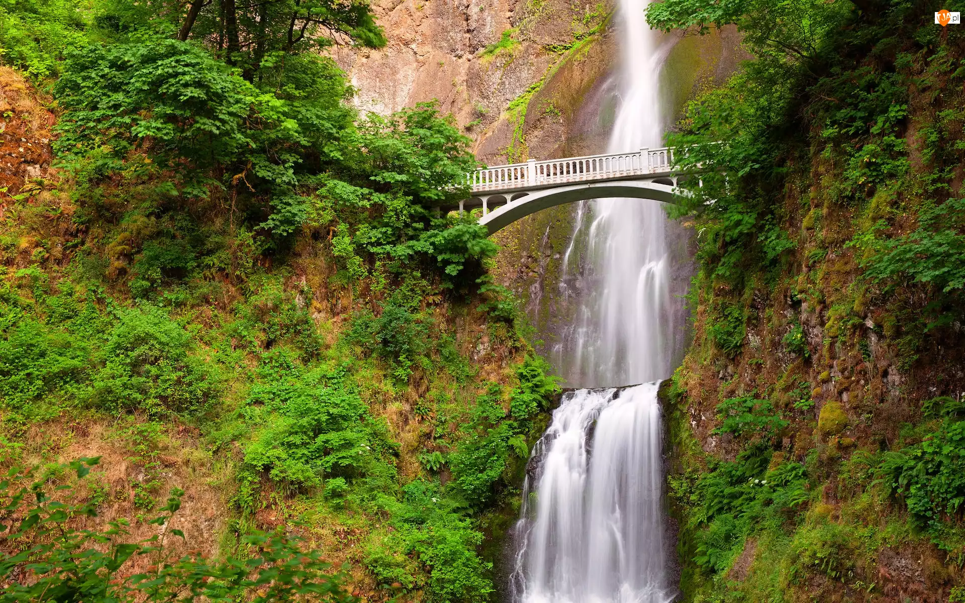 Stany Zjednoczone, Multnomah Falls, Oregon, Roślinność, Hrabstwo Multnomah, Most, Skały, Wodospad, Drzewa