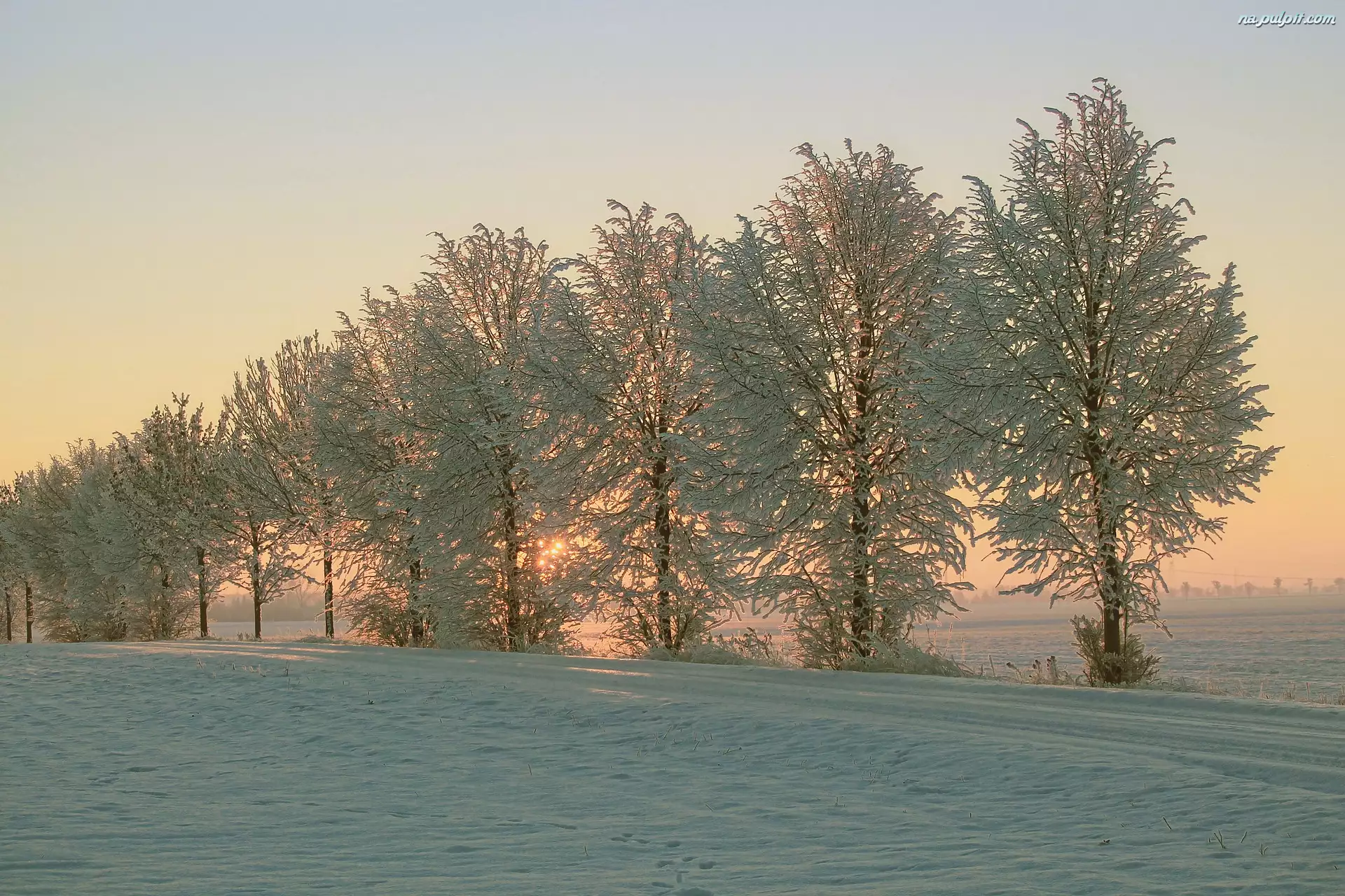Drzewa, Droga, Wschód słońca, Zima, Mgła, Pola, Śnieg
