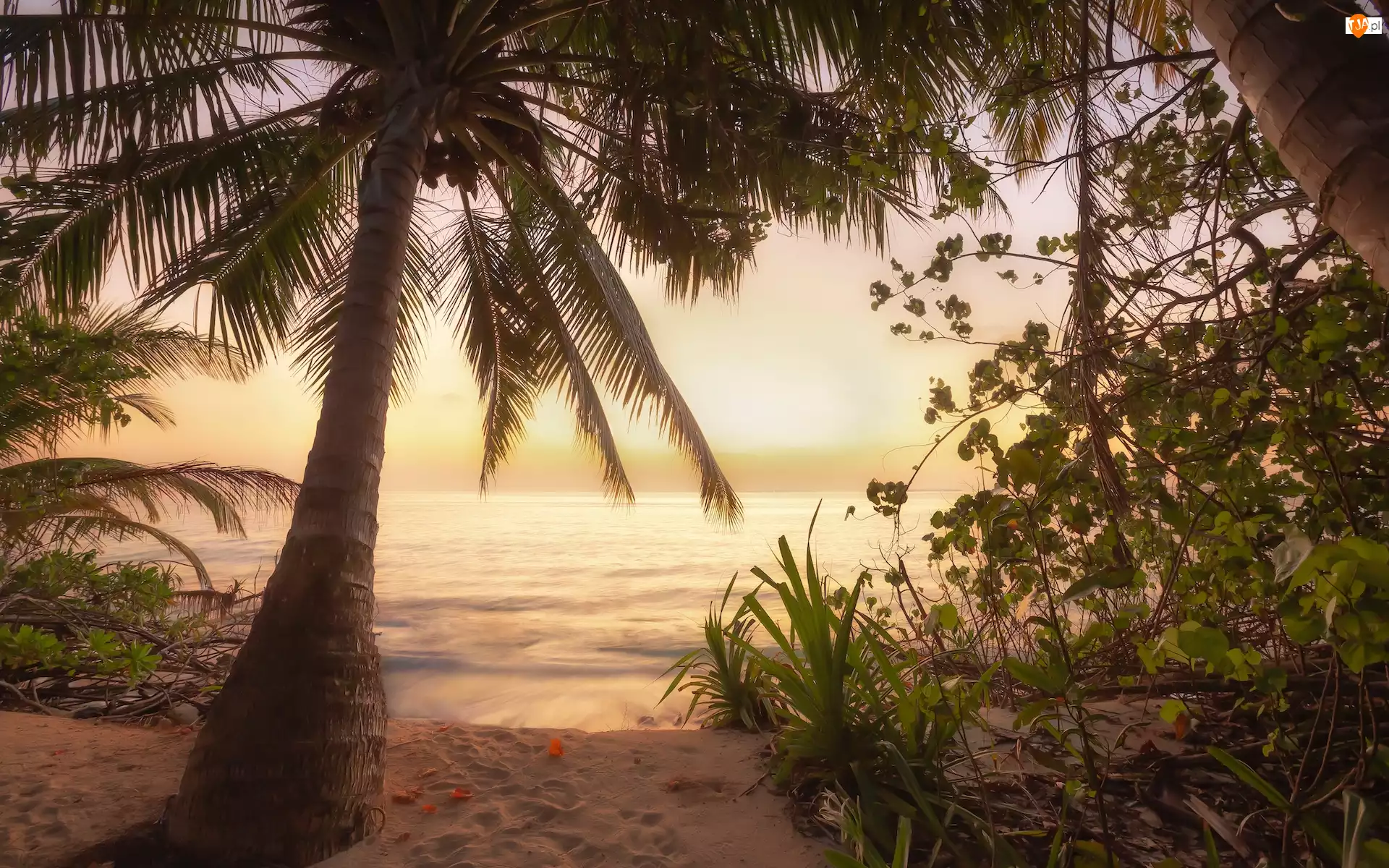 Morze, Palmy, Malediwy, Wschód słońca, Plaża