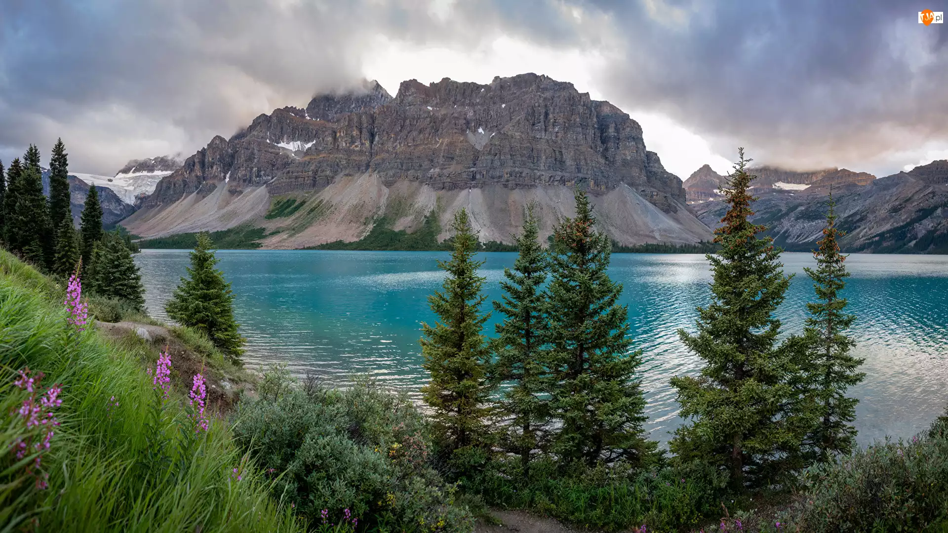 Góra Crowfoot Mountain, Bow Lake, Kwiaty, Drzewa, Alberta, Trawa, Jezioro, Kanada, Świerki, Góry, Park Narodowy Banff
