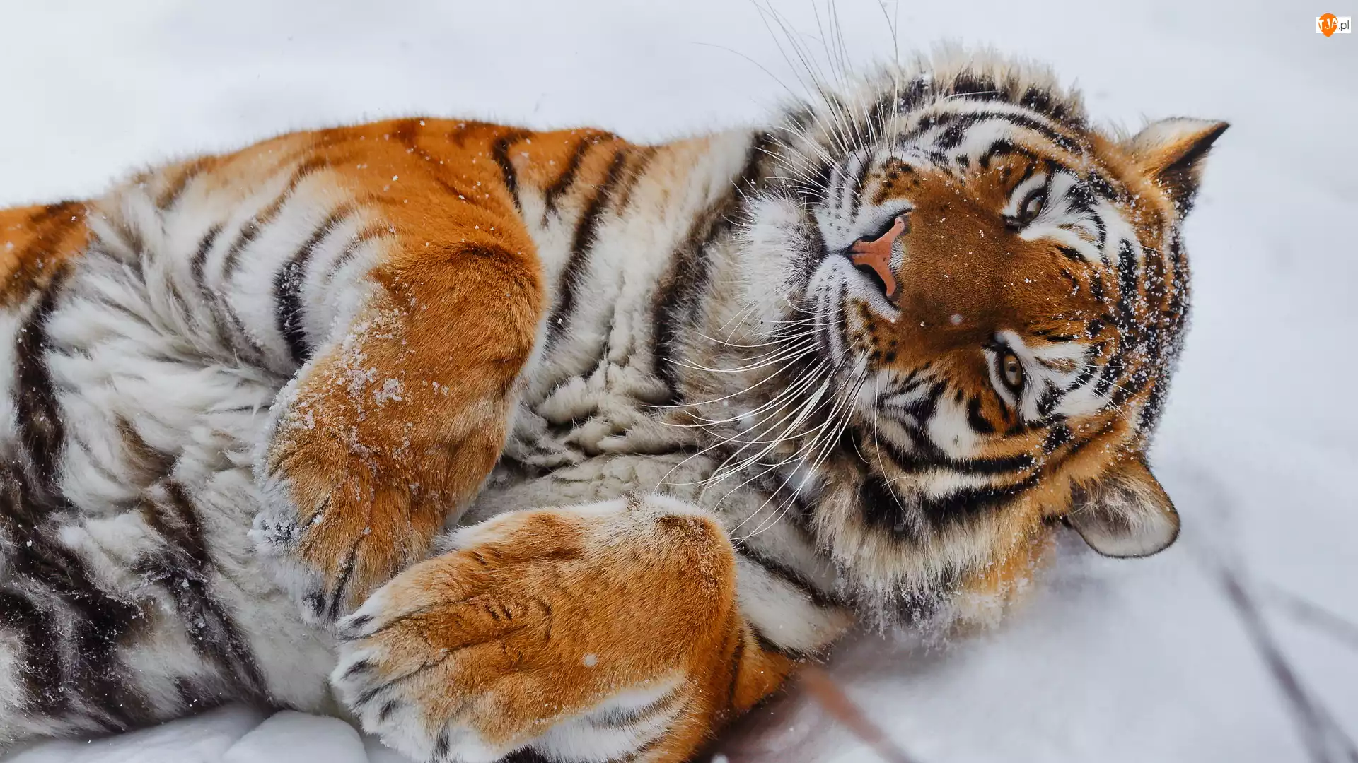 Śnieg, Leżący, Tygrys, Łapy
