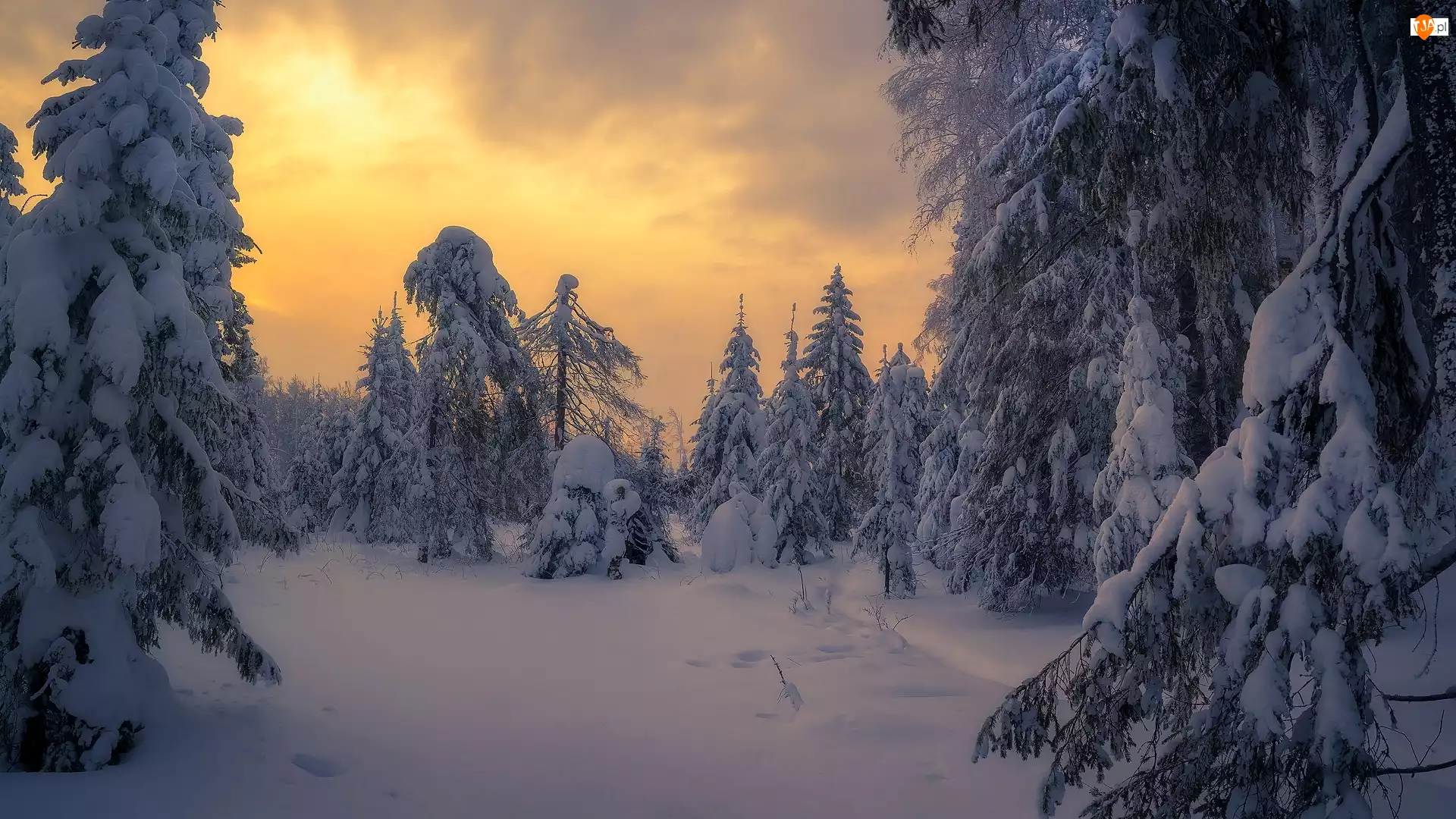Wschód słońca, Las, Drzewa, Śnieg