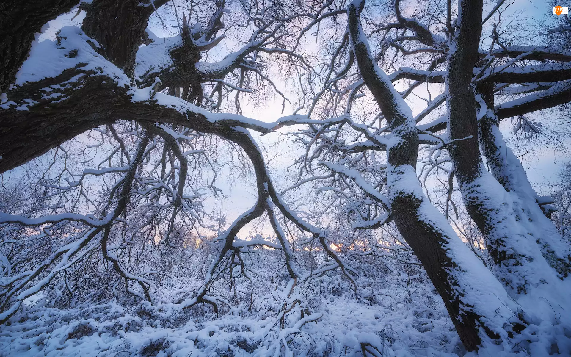 Drzewo, Ośnieżone, Śnieg, Zima, Gałęzie