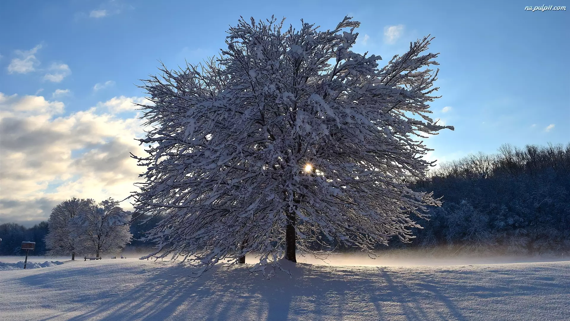 Śnieg, Promienie słońca, Drzewa, Zima, Cień