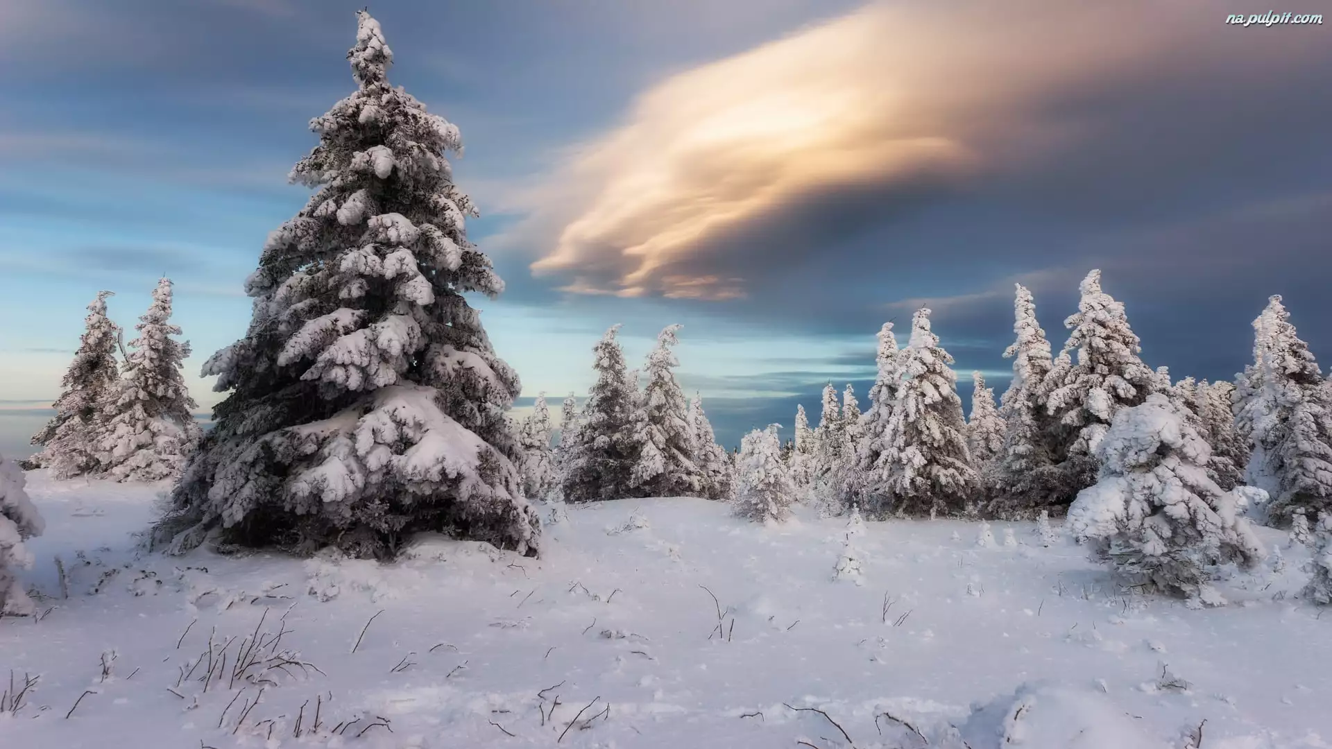 Drzewa, Chmury, Ośnieżone, Zima, Ciemne