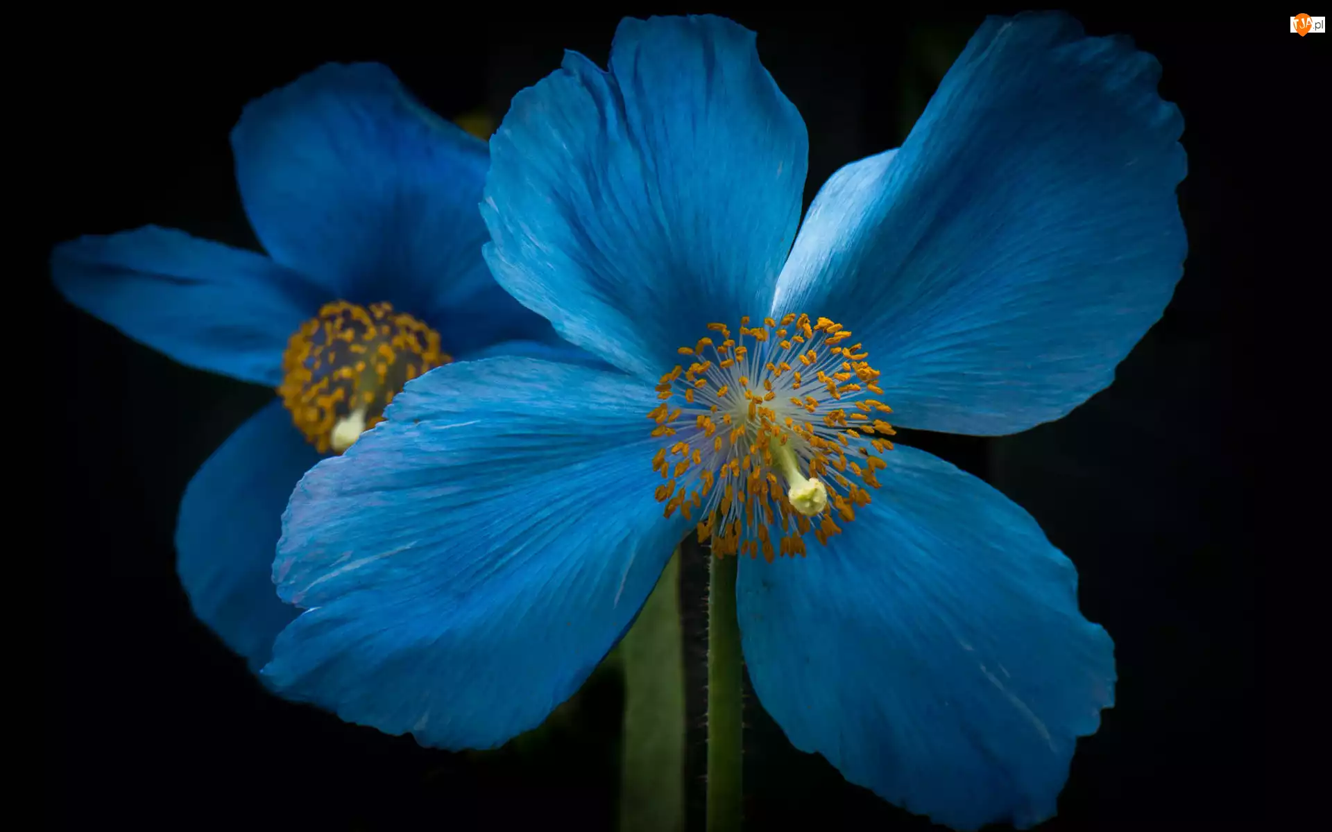 Niebieski, Kwiat, Mak