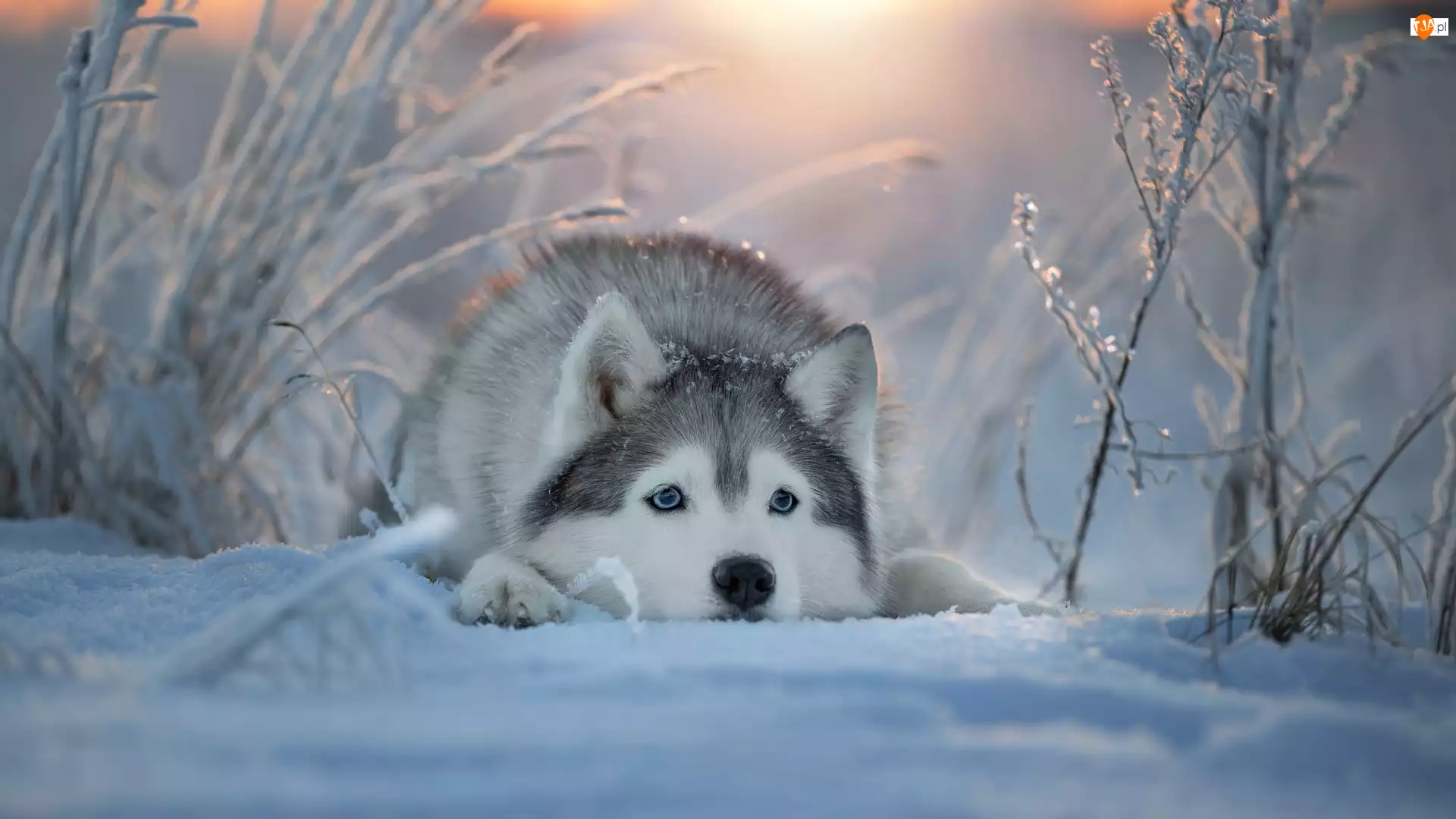 Pies, Mordka, Śnieg, Zima, Siberian husky