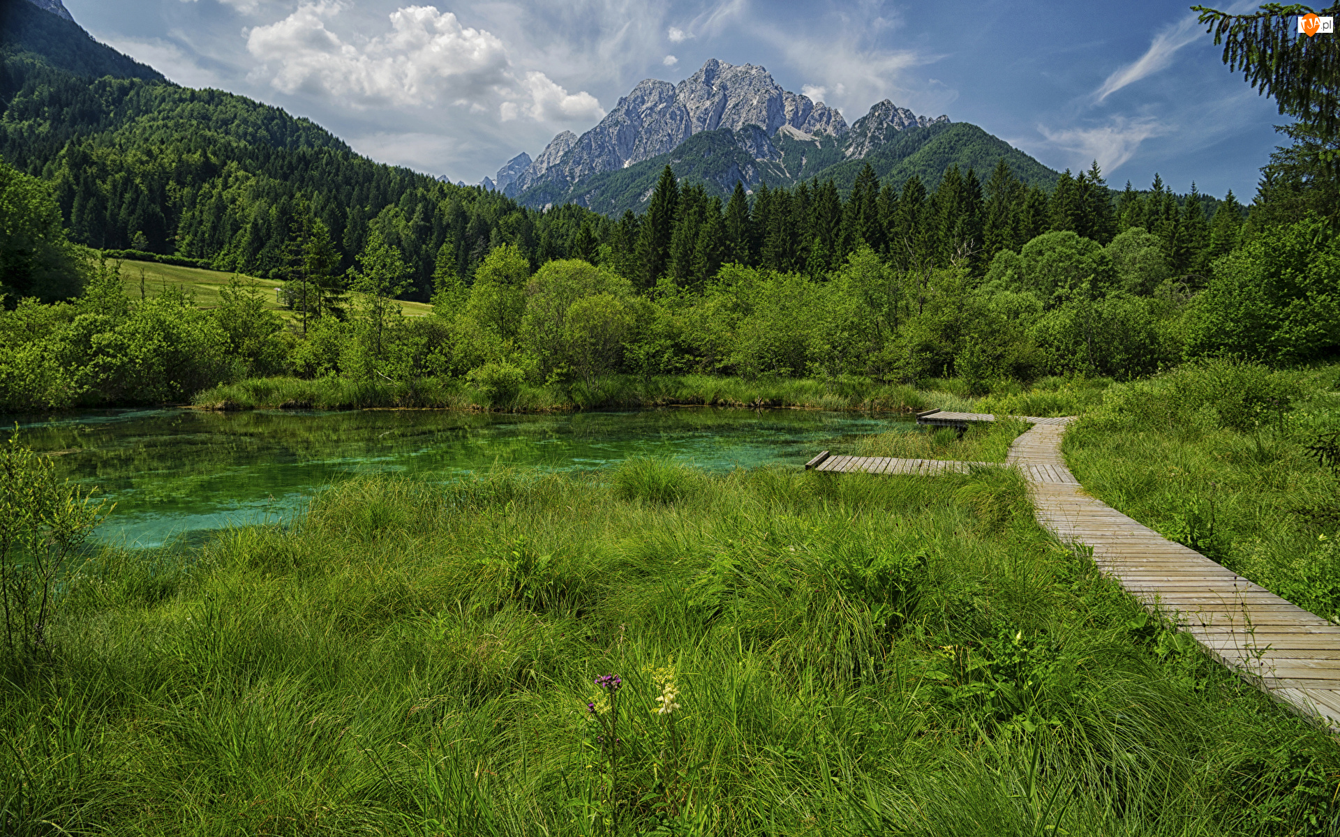 Pomost, Góry, Rezerwat przyrody Zelenci, Kranjska Gora, Lasy, Trawa, Słowenia, Jezioro