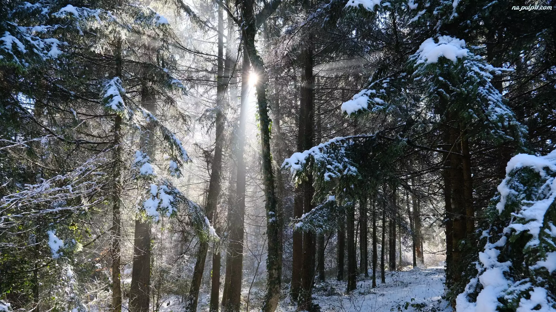 Drzewa, Las, Zima, Przebijające światło, Droga, Śnieg
