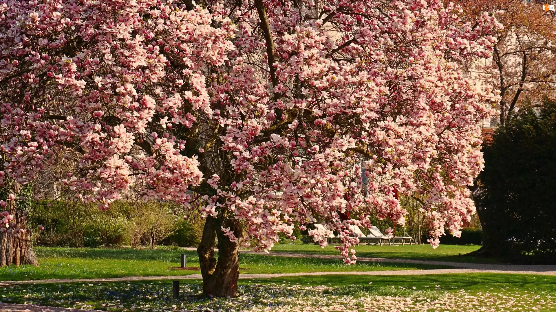 Kwiaty, Wiosna, Magnolia, Drzewo, Park