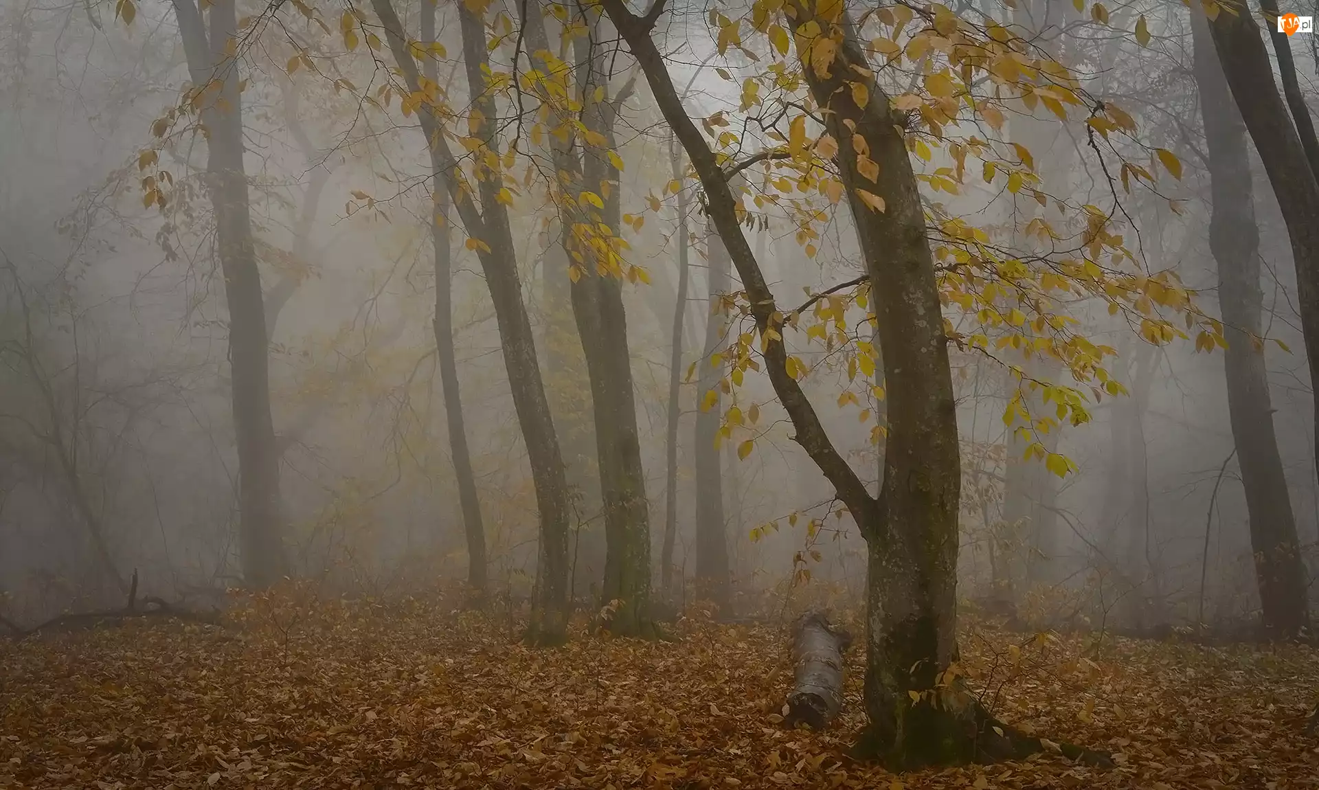 Drzewa, Las, Liście, Jesień, Pożółkłe, Mgła