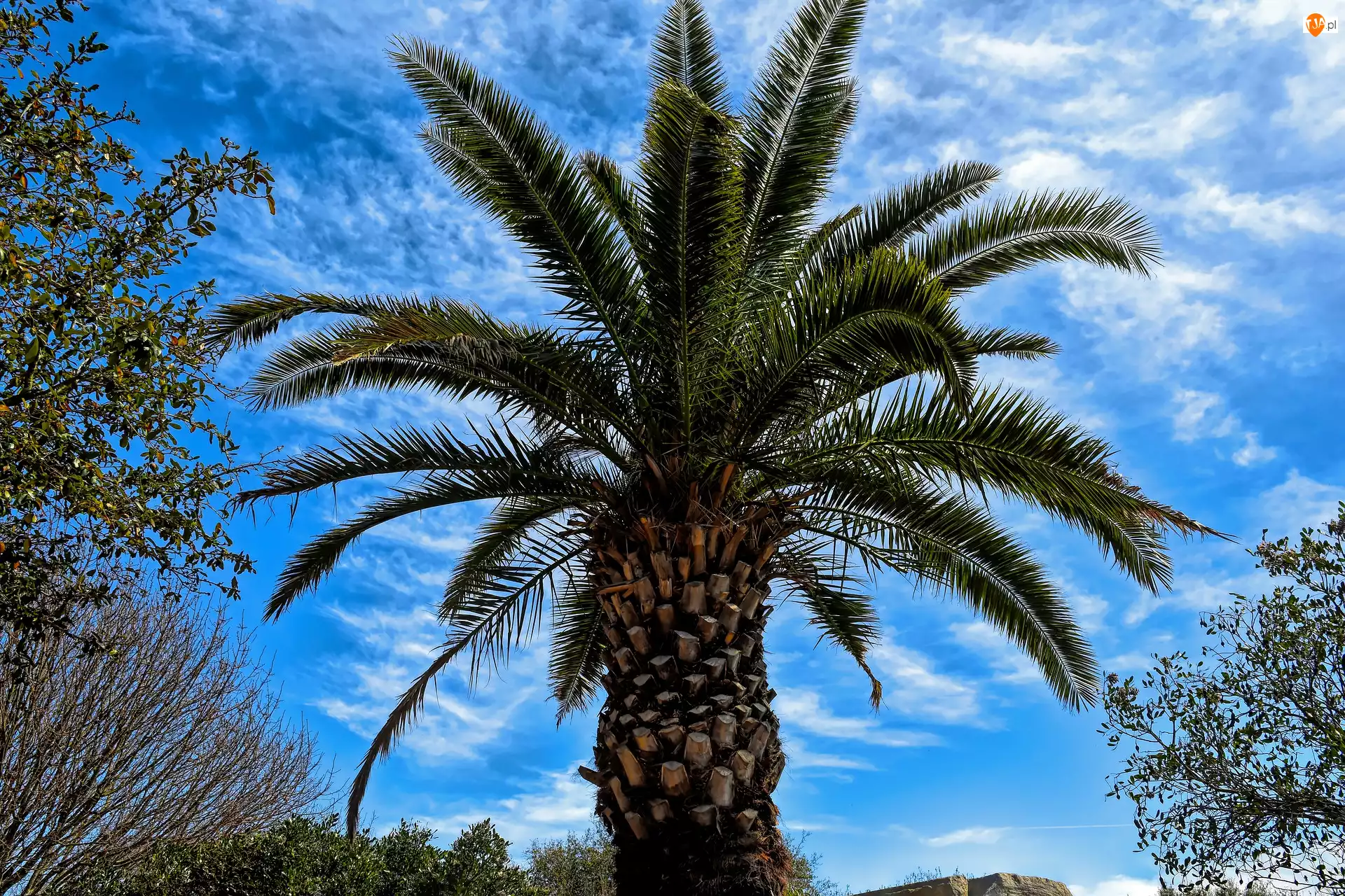 Niebo, Drzewo, Tropikalne, Palma