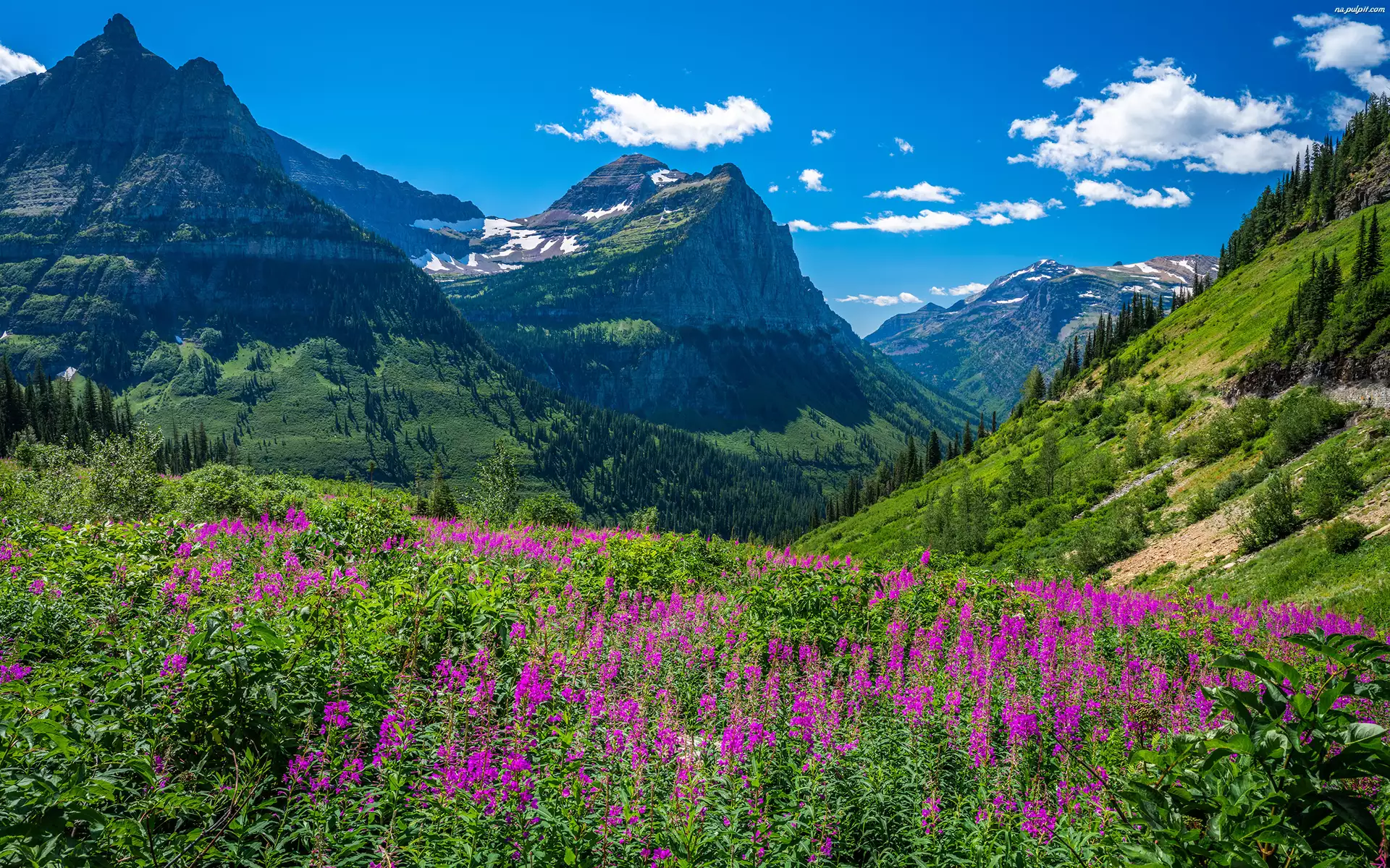 Montana, Park Narodowy Glacier, Kwiaty, Stany Zjednoczone, Łąka, Drzewa, Góry Skaliste