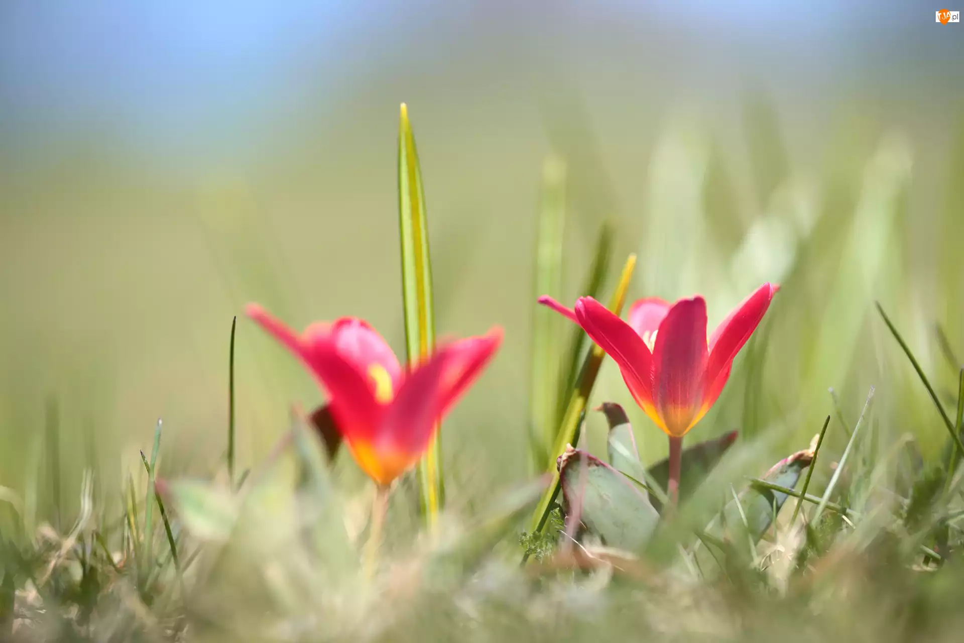 Kwiaty, Tulipany, Wiosenne
