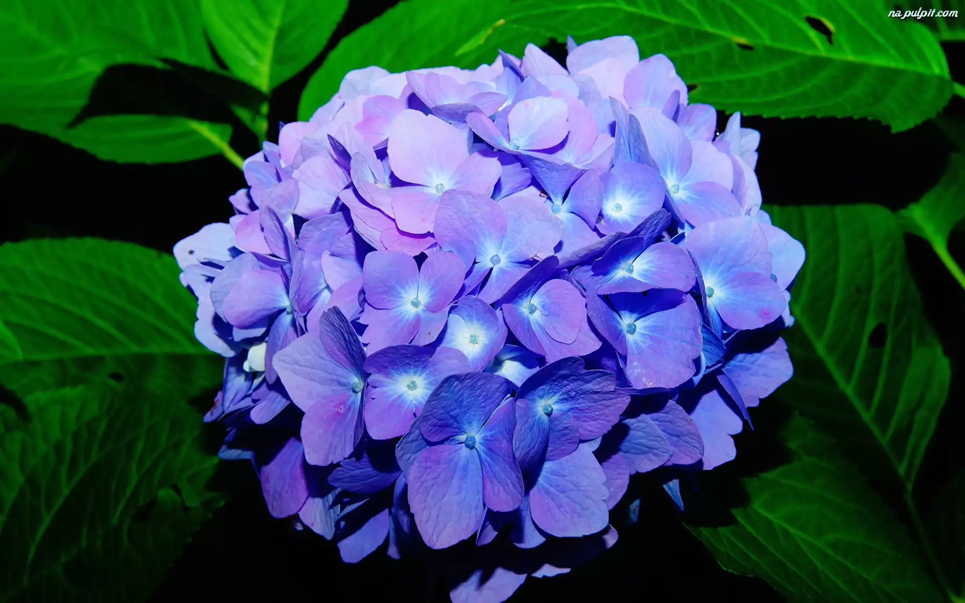Zbliżenie, Niebieski, Kwiat, Hortensja