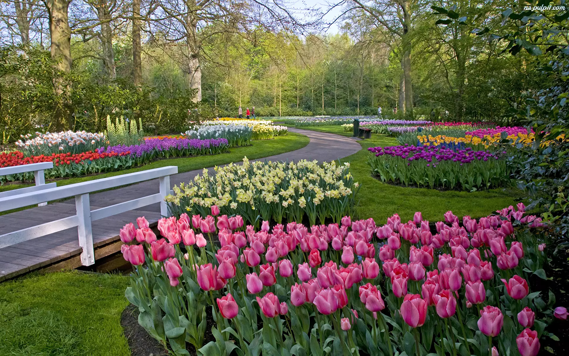Tulipany, Żonkile, Park, Kolorowe, Mostek, Krzewy, Drzewa