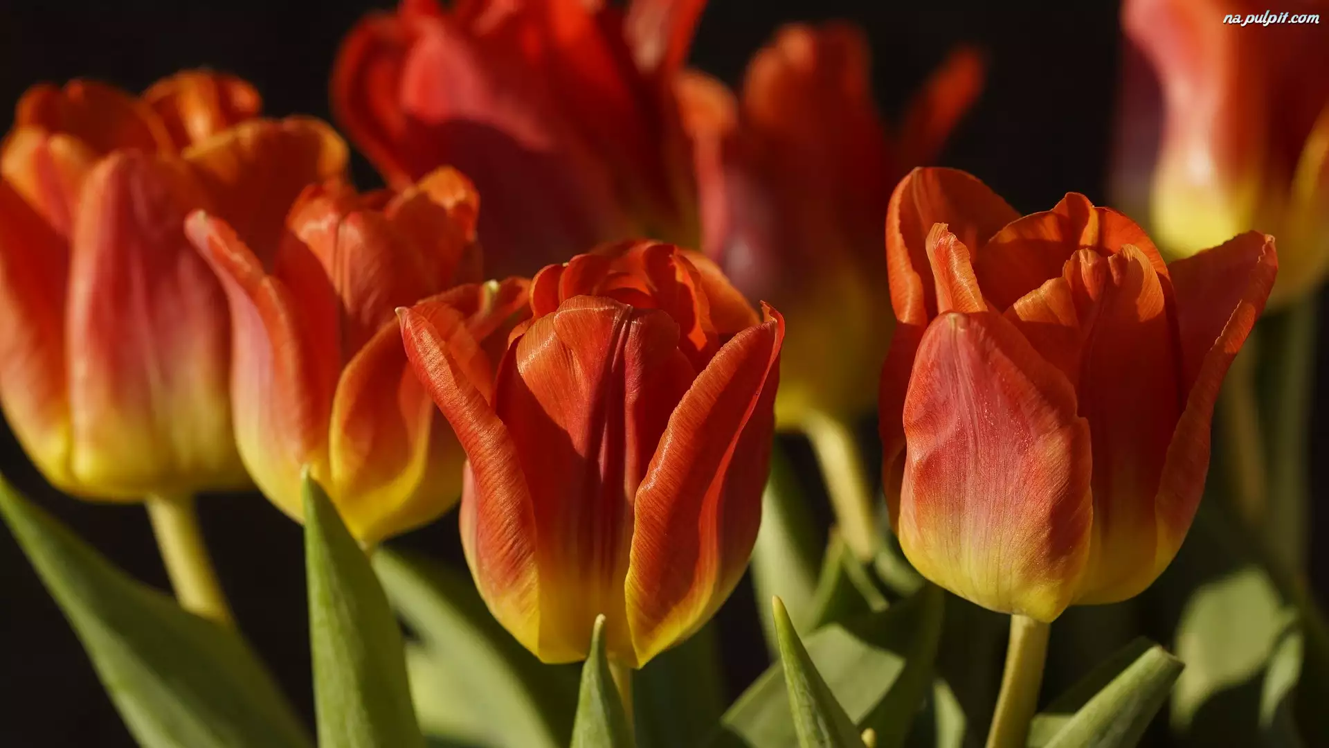 Zbliżenie, Tulipany, Żółto-czerwone