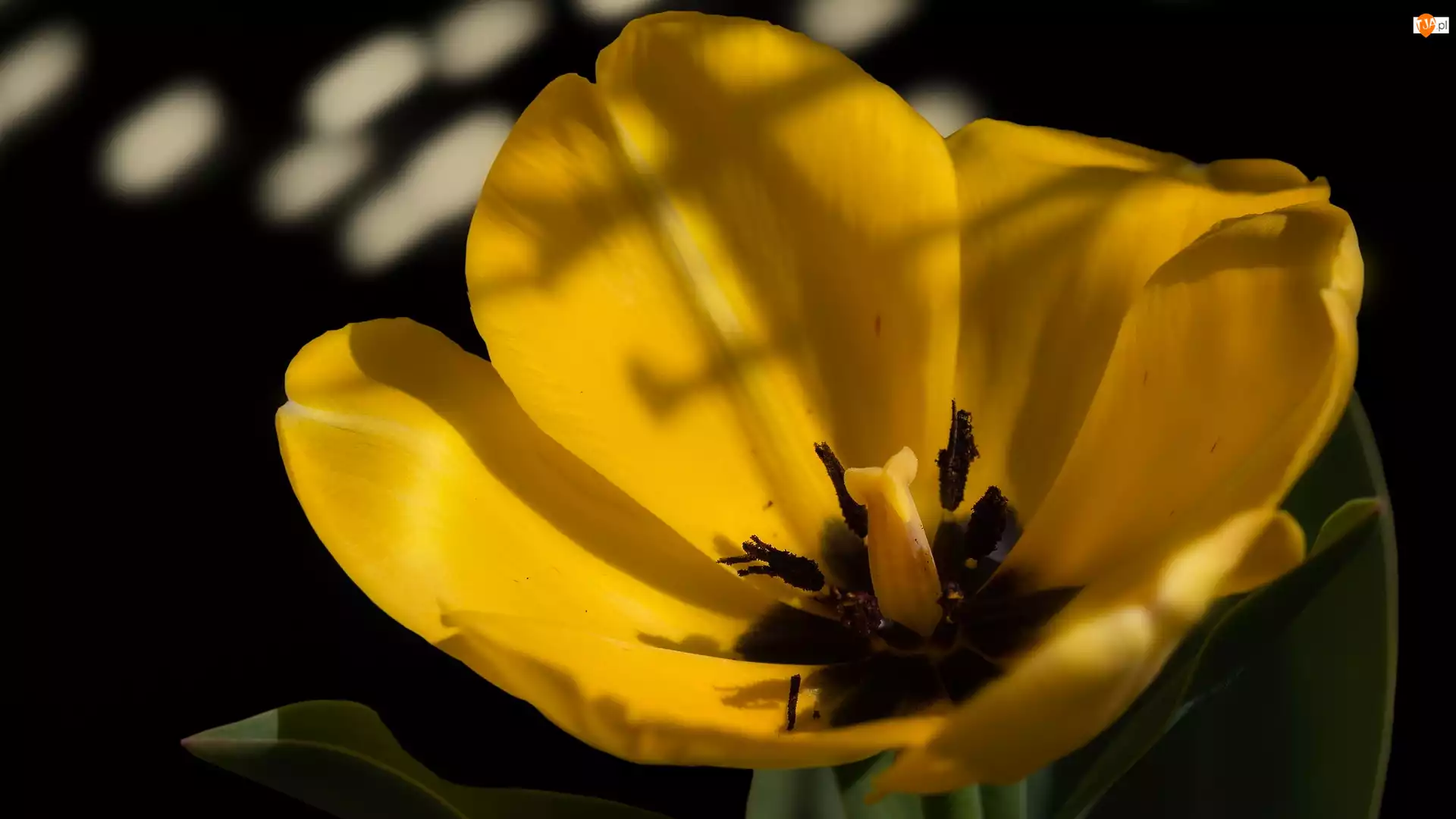 Zbliżenie, Rozwinięty, Żółty, Tulipan