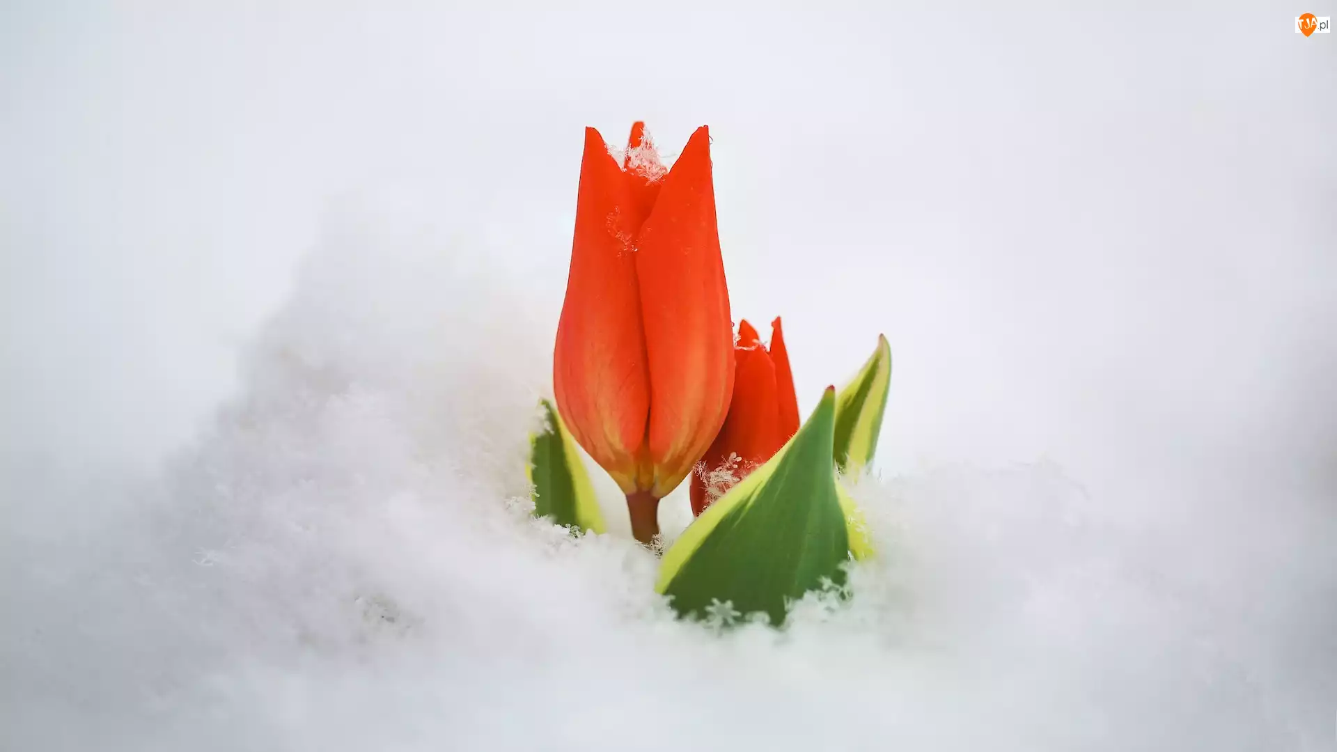 Tulipan, Śnieg, Czerwony