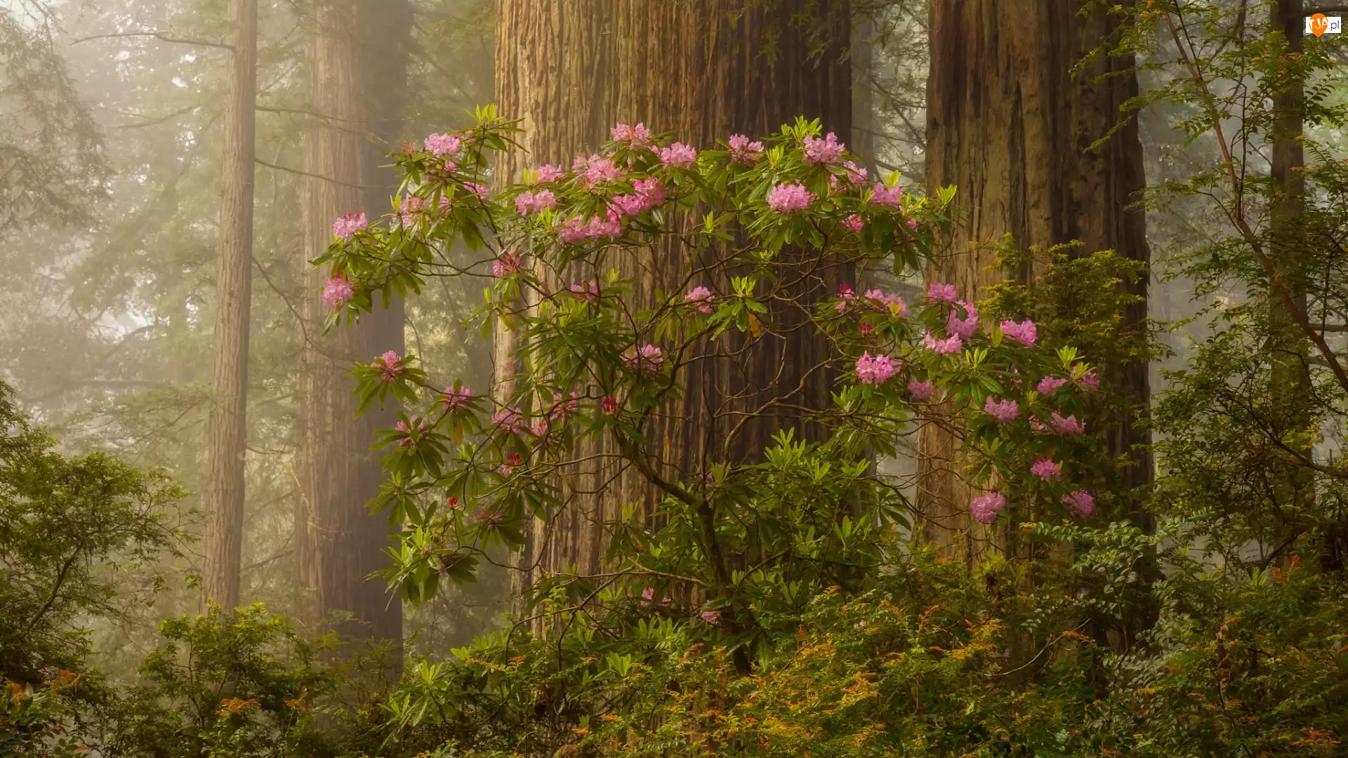 Różanecznik, Park Narodowy Redwood, Drzewa, Stany Zjednoczone, Las, Kalifornia