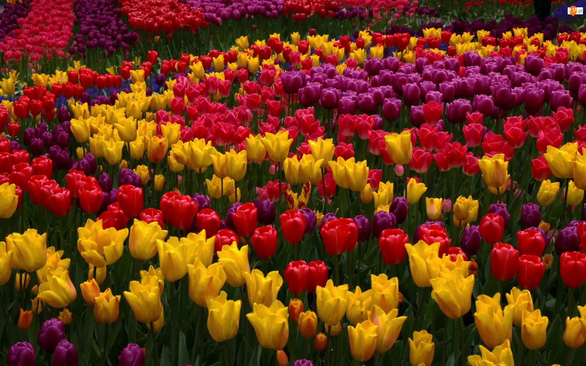 Kwiaty, Czerwone, Kolorowe, Tulipany, Żółte