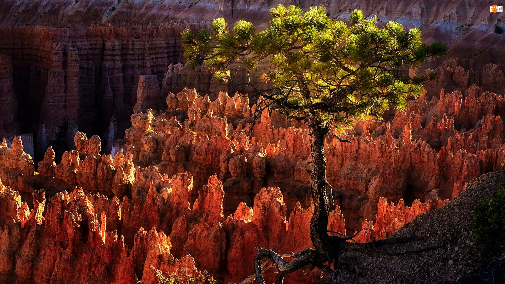 Utah, Stany Zjednoczone, Kanion, Sosna, Park Narodowy Bryce Canyon, Skały