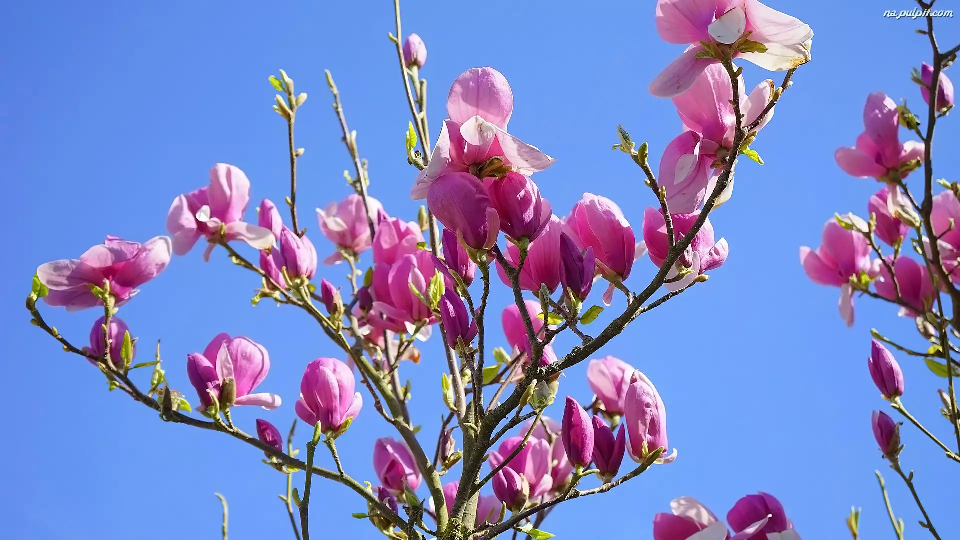 Gałązki, Magnolia, Kwiaty