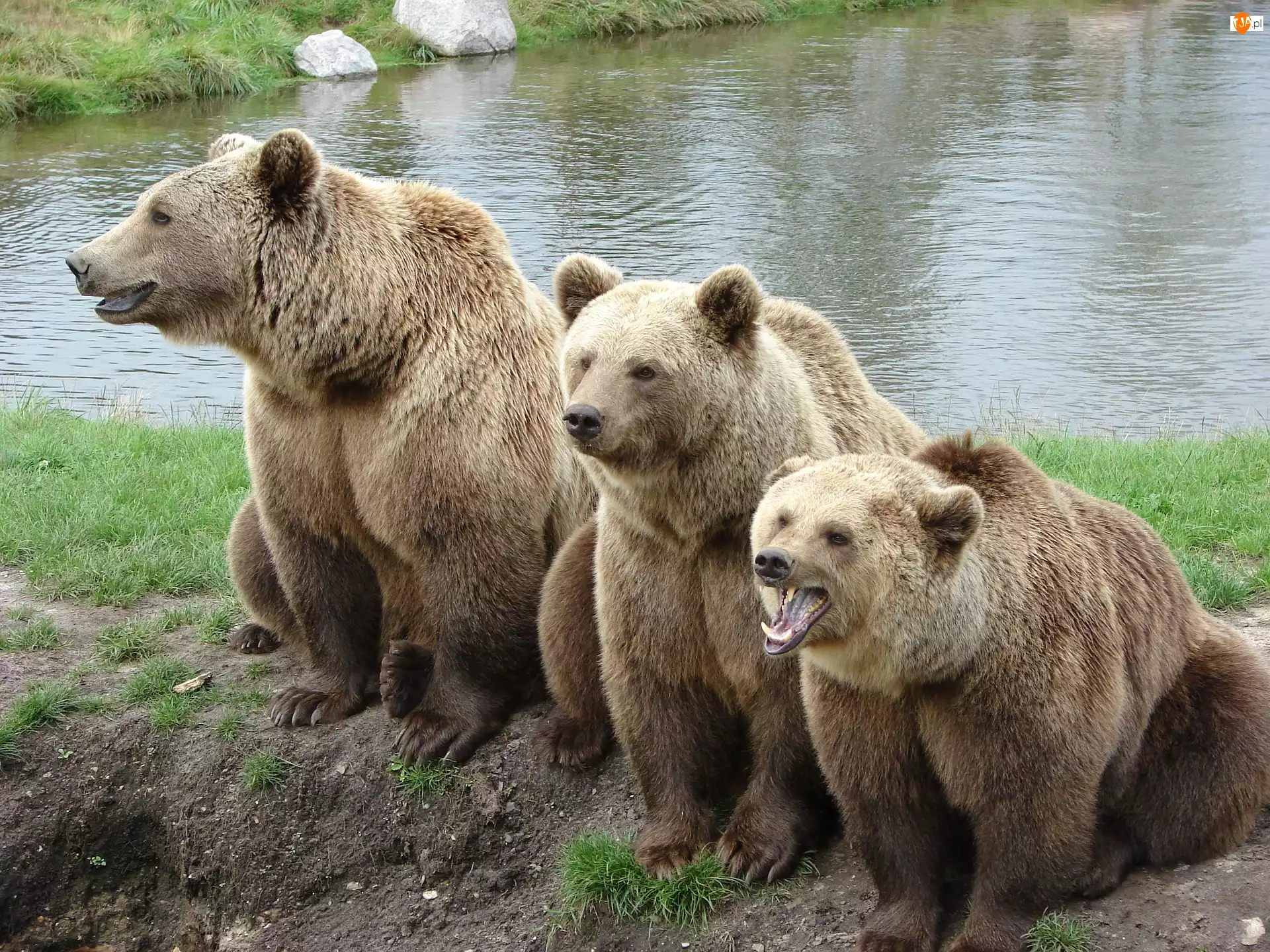 Woda, Trzy, Niedźwiedzie brunatne